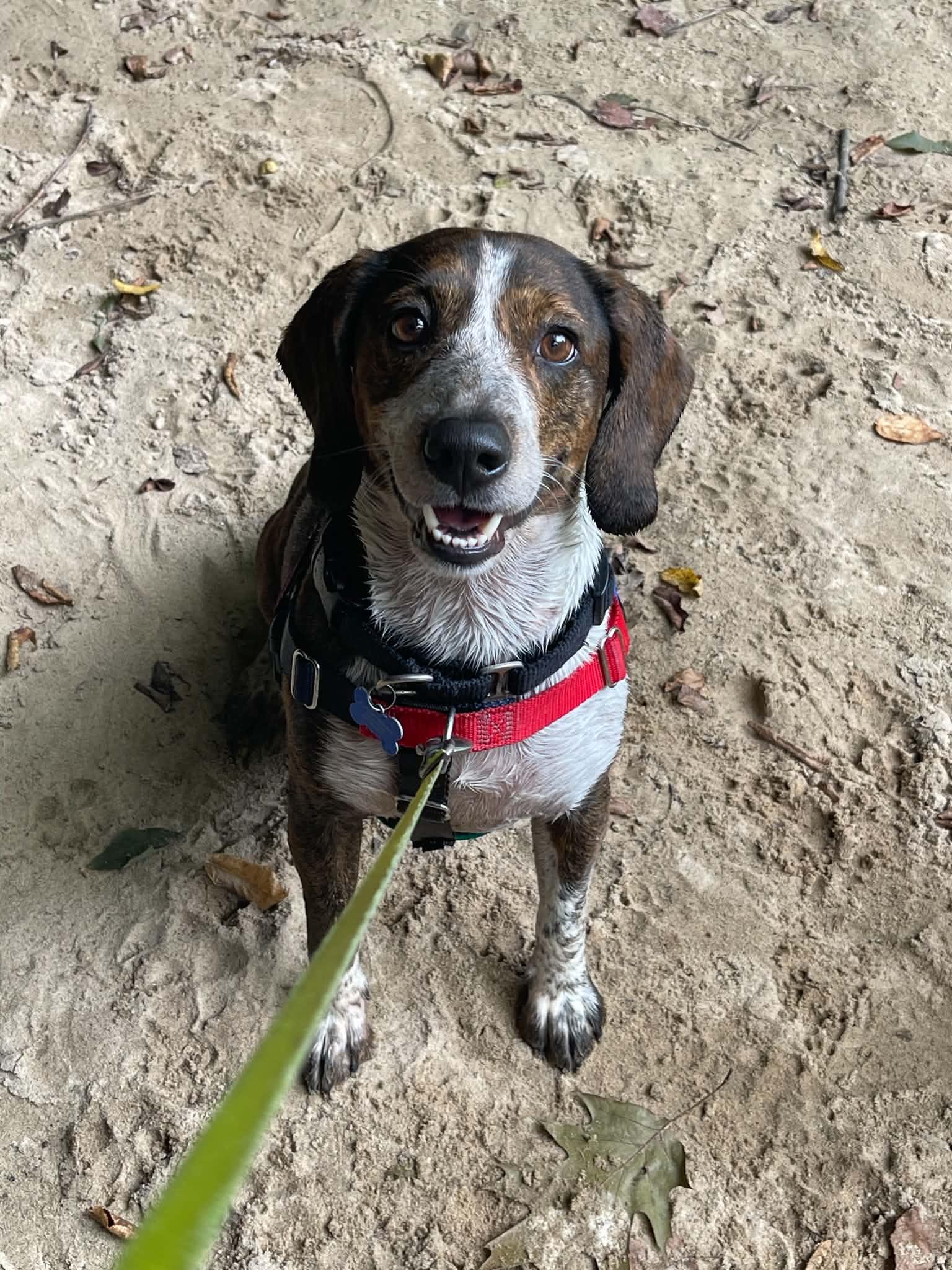 Bagel, ADOPTABLE, Adult Male Beagle.