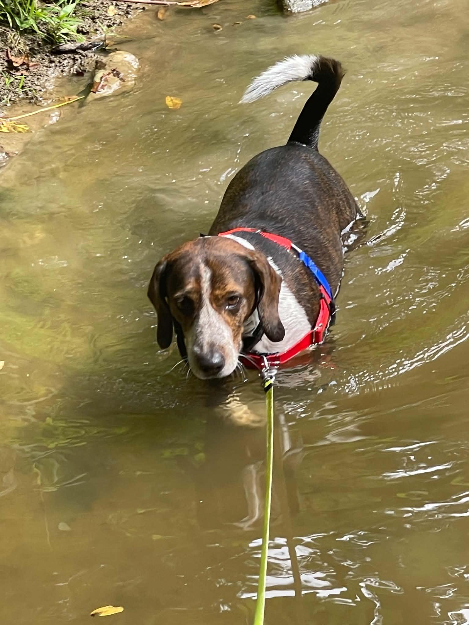 Bagel, a ADOPTABLE Beagle in Columbia, MO image 2/6