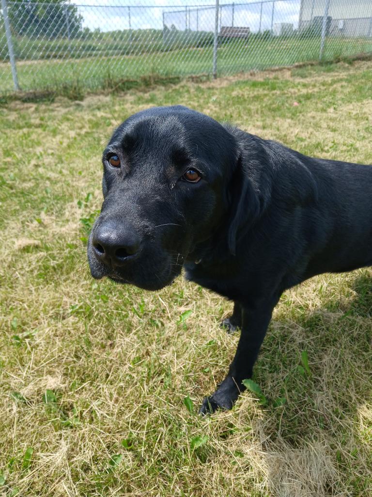 Bear, Adopted, Young Male Black Labrador Retriever.