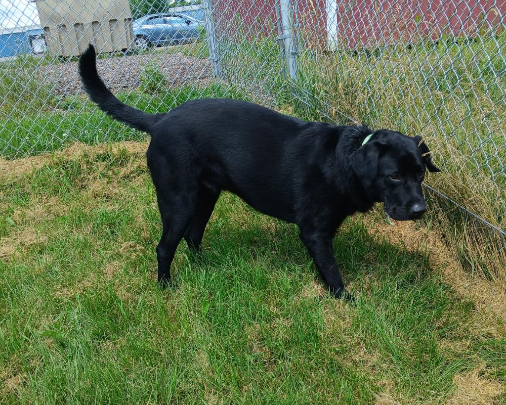 Bear, a Adopted Black Labrador Retriever in Ladysmith, WI image 2/3