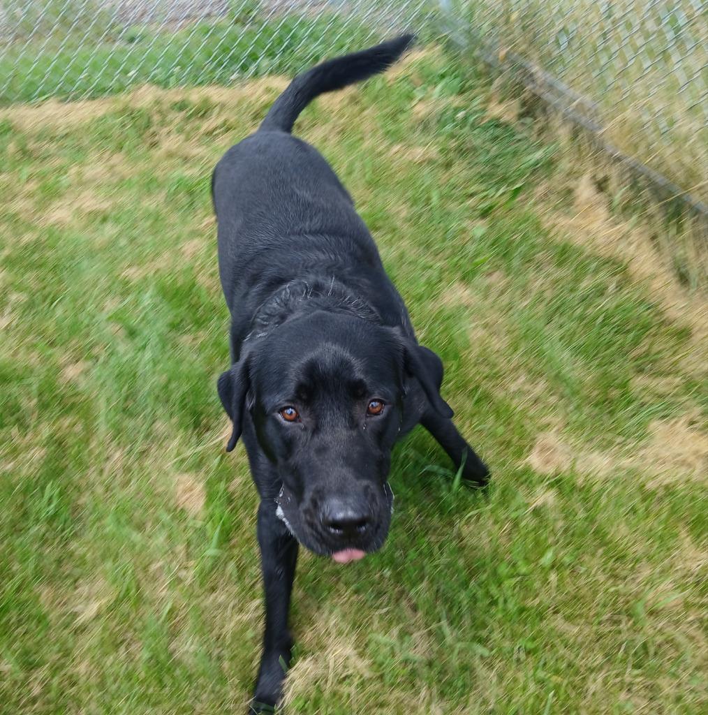 Bear, a Adopted Black Labrador Retriever in Ladysmith, WI image 3/3