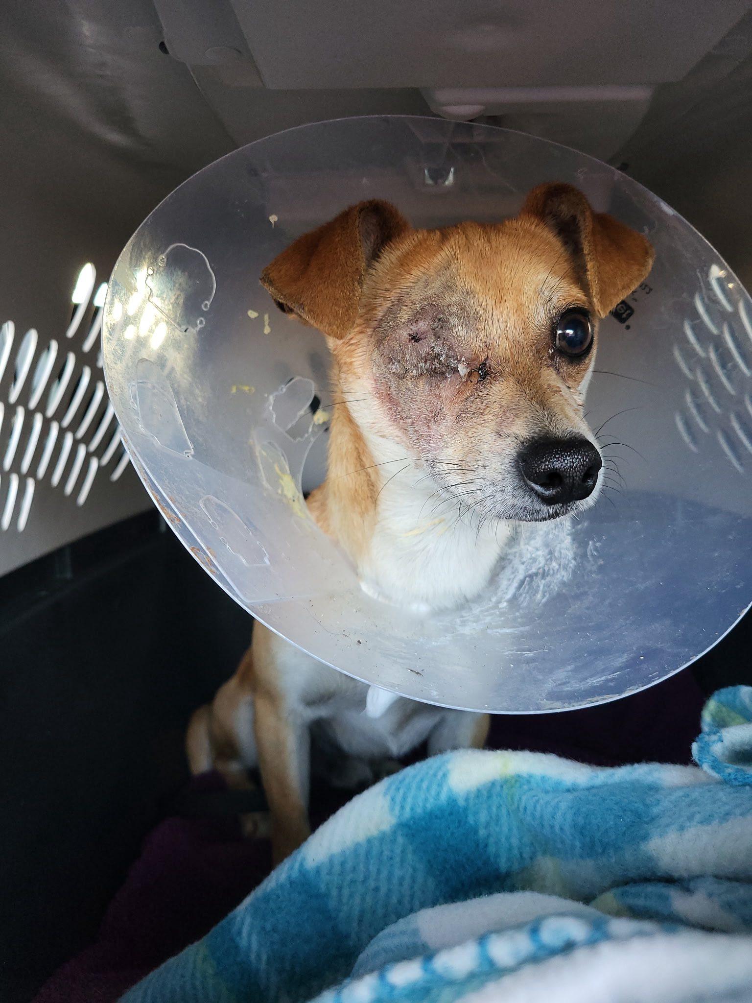 Roody, a Adoptable Chihuahua in PITTSBURGH, PA image 1/2