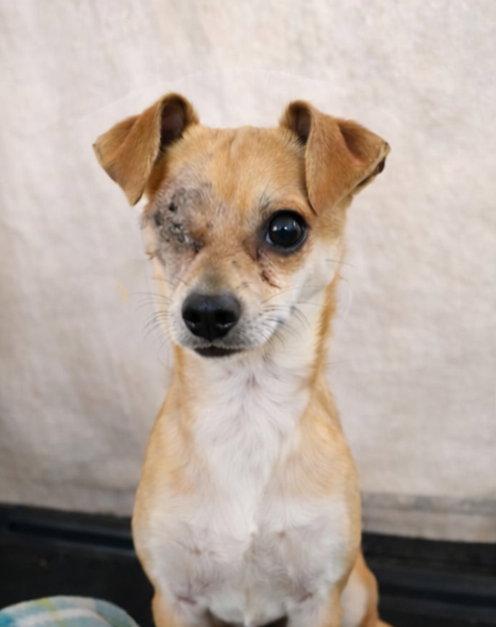 Roody, a Adoptable Chihuahua in PITTSBURGH, PA image 2/2