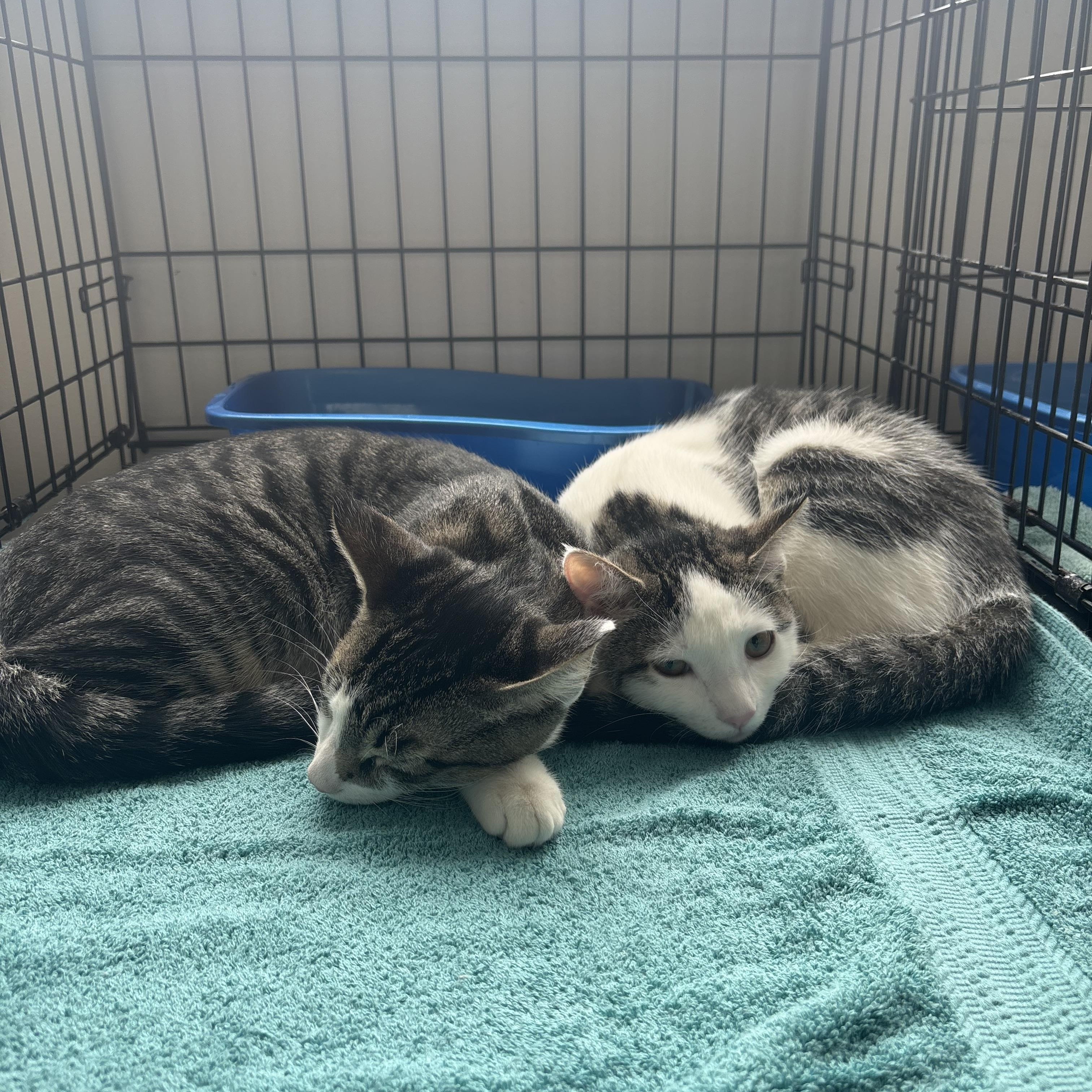 Brie & Camembert, Adoptable, Kitten Female Domestic Short Hair.