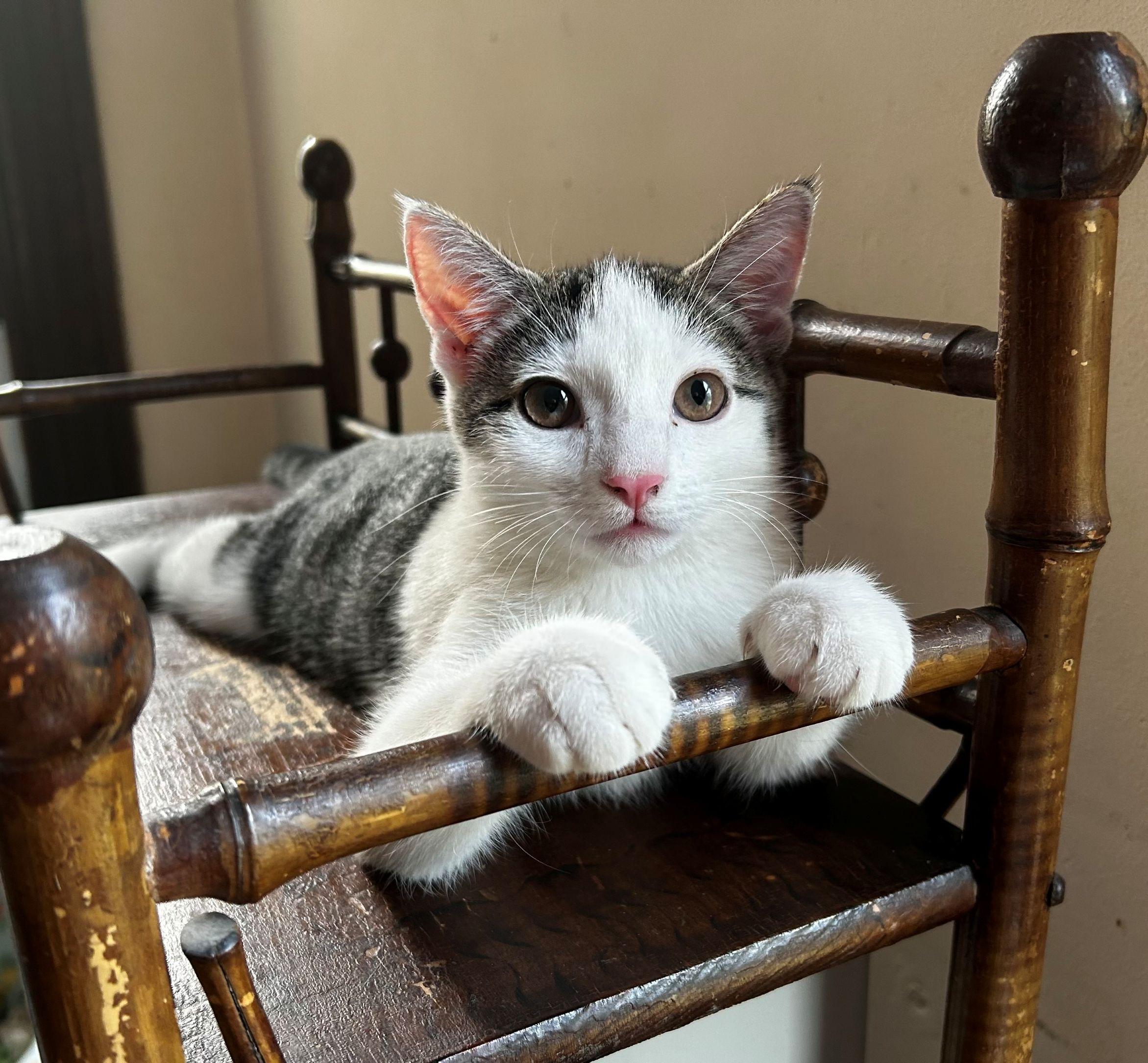 Enlarge Brie & Camembert, a Adoptable Domestic Short Hair in Beltsville, MD image 4/6