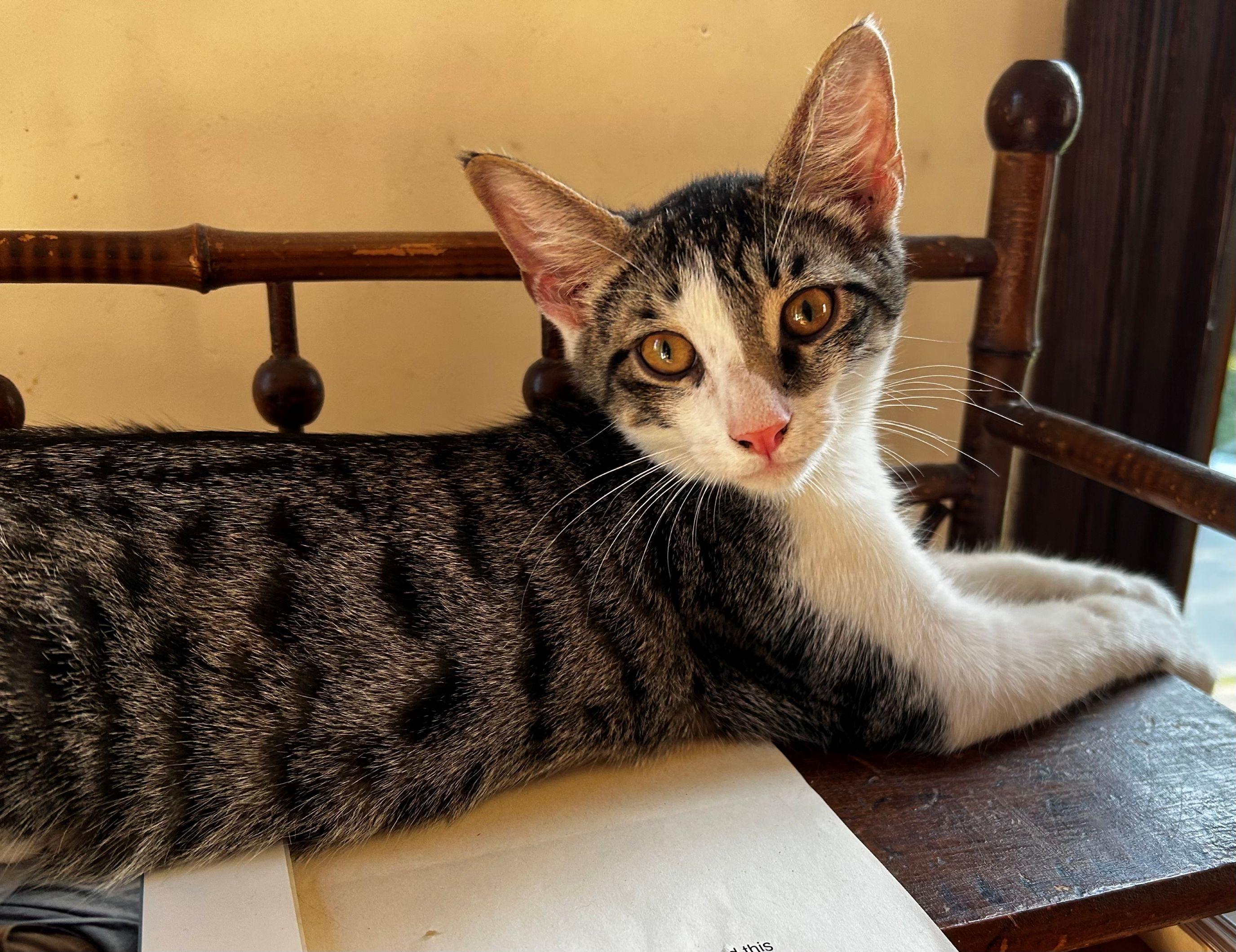 Enlarge Brie & Camembert, a Adoptable Domestic Short Hair in Beltsville, MD image 3/6