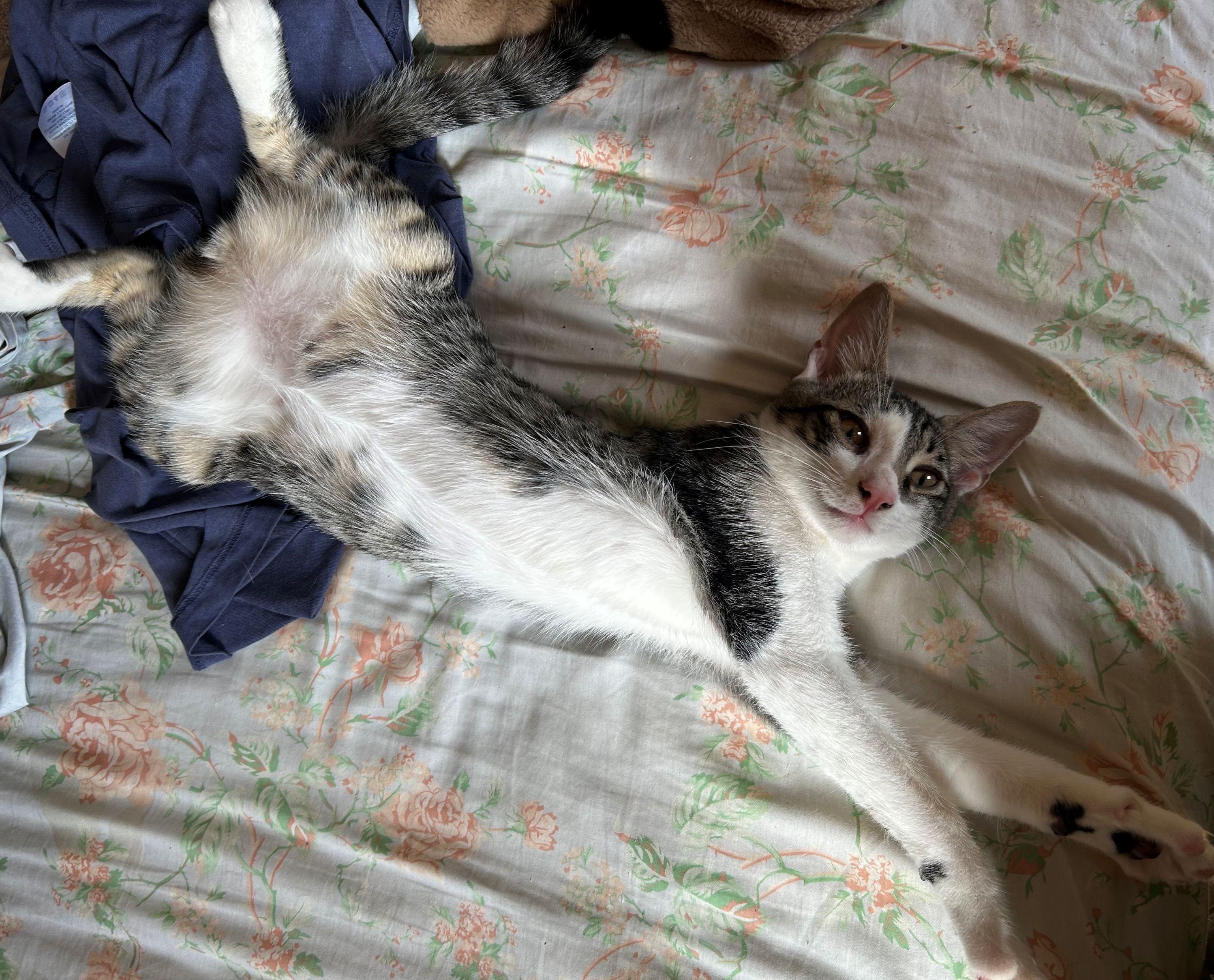 Enlarge Brie & Camembert, a Adoptable Domestic Short Hair in Beltsville, MD image 6/6