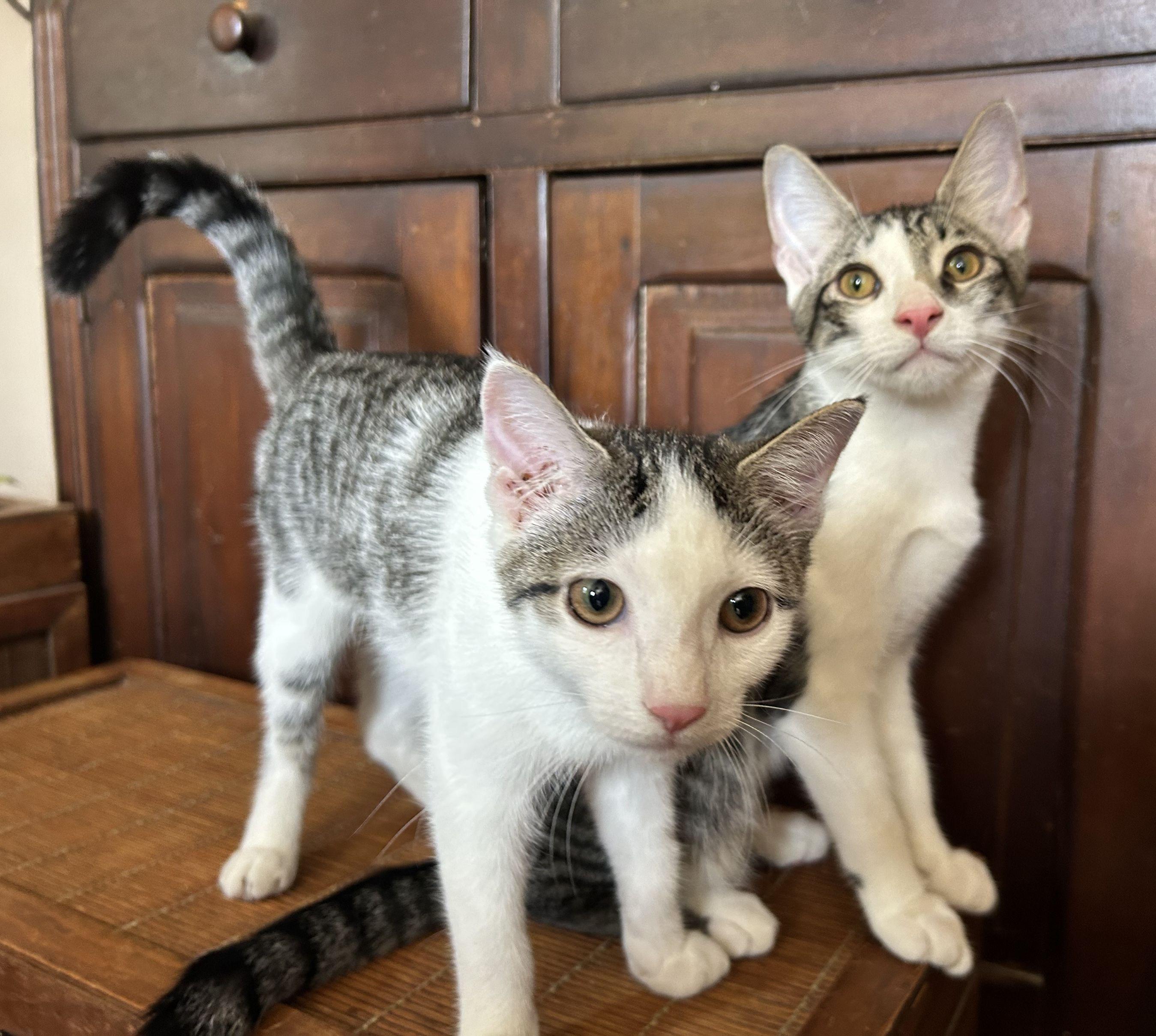 Enlarge Brie & Camembert, a Adoptable Domestic Short Hair in Beltsville, MD image 2/6