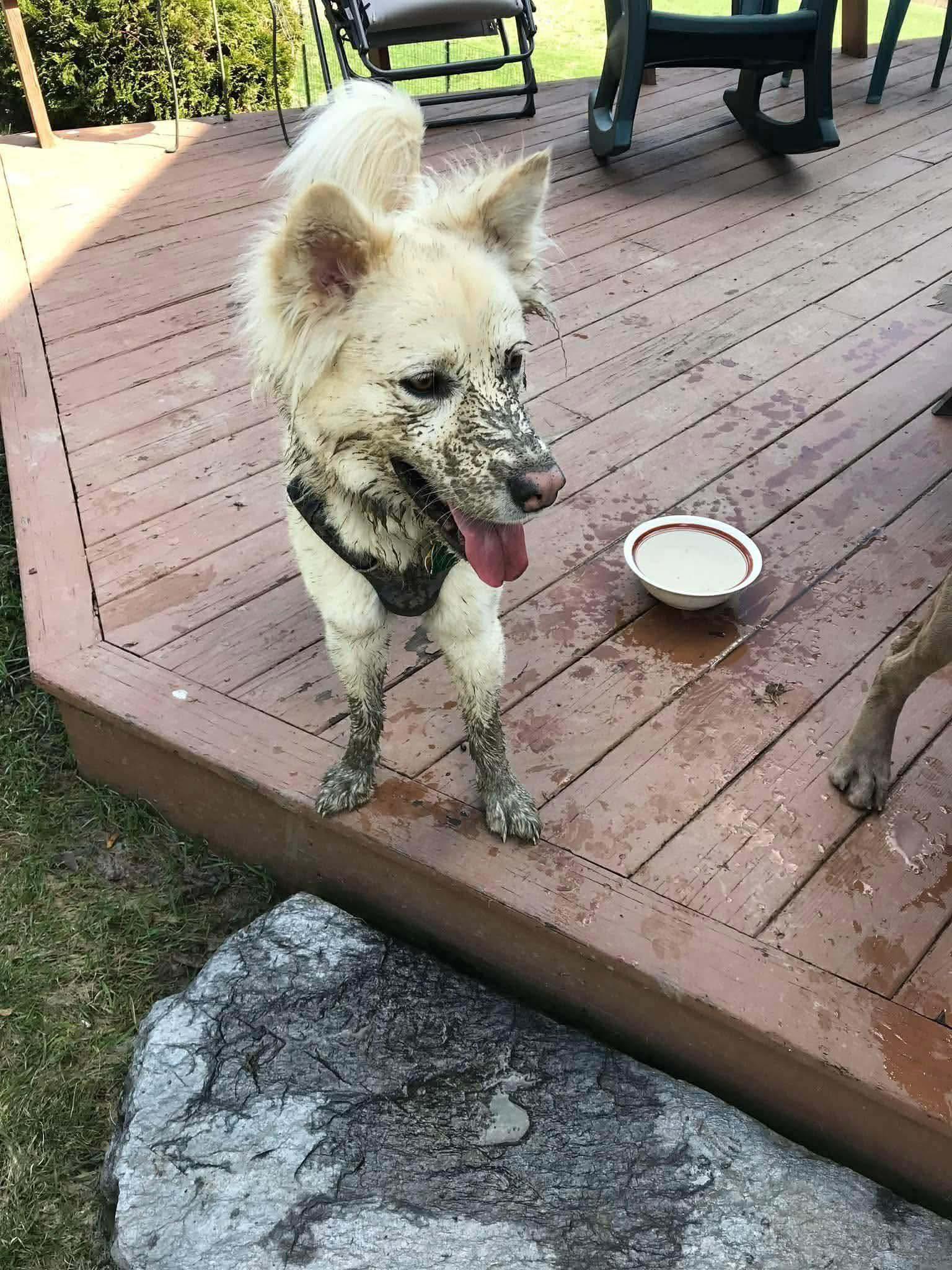 Neo, ADOPTABLE, Young Male Mixed Breed.