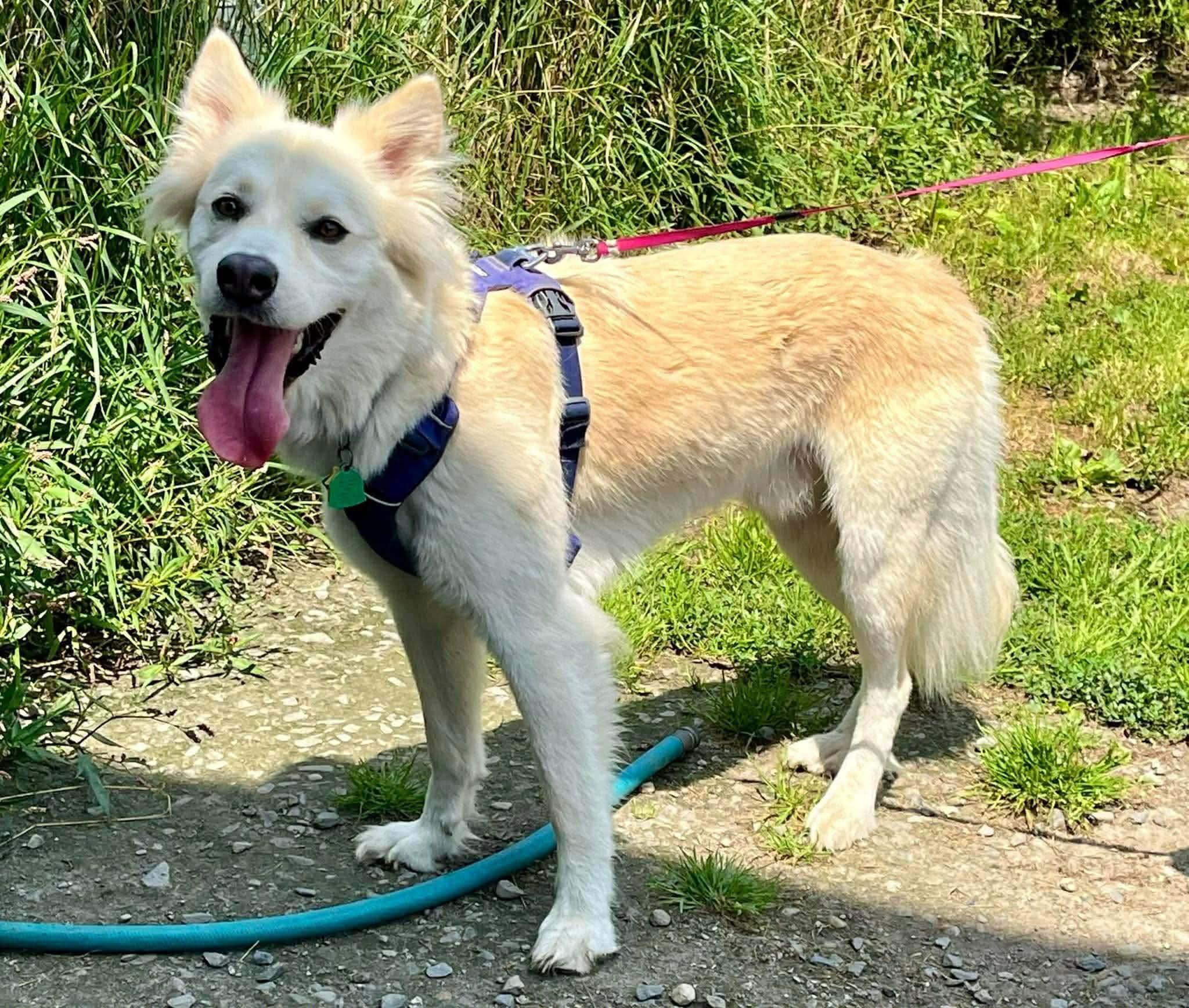 Neo, a ADOPTABLE mixed breed in Randolph Center, VT image 2/4