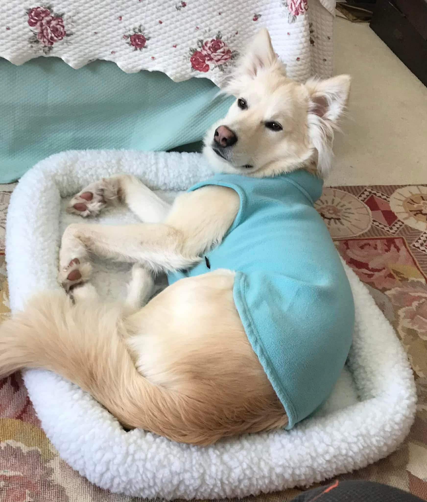 Neo, a ADOPTABLE mixed breed in Randolph Center, VT image 3/4