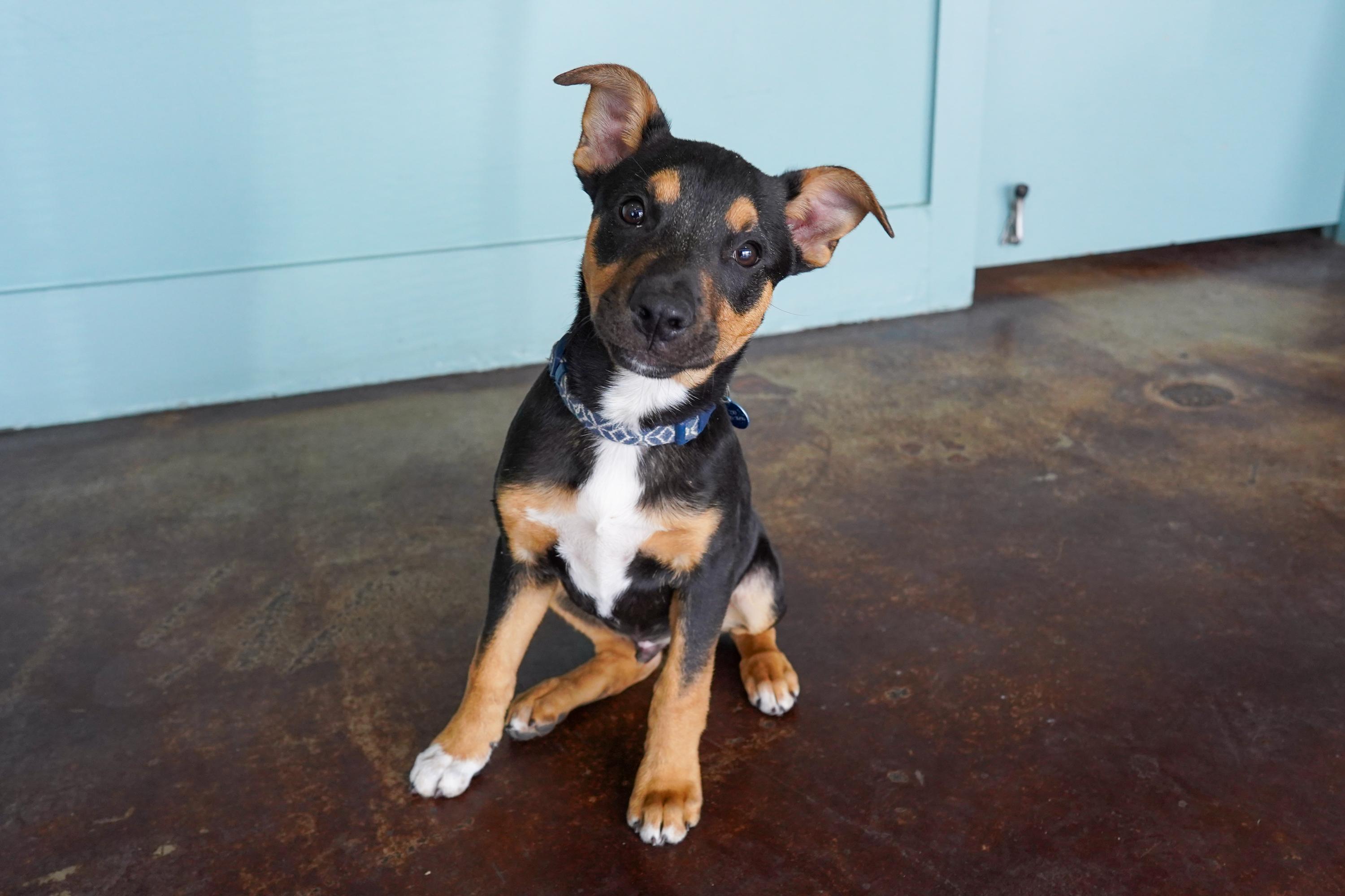 Pea, ADOPTABLE, Puppy Male Boxer & Miniature Pinscher.