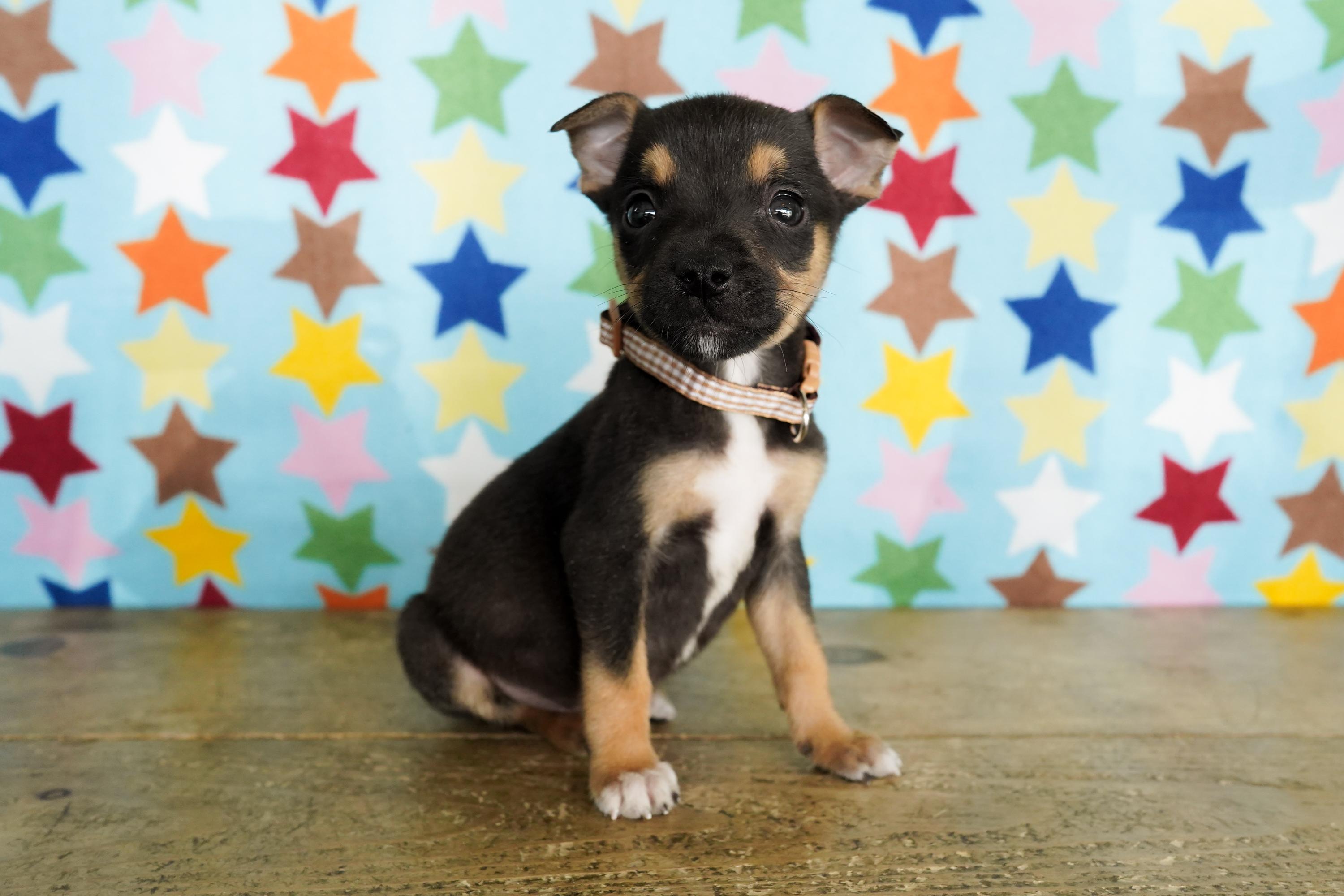 Enlarge Pea, a ADOPTABLE Chihuahua in San Antonio, TX image 3/4