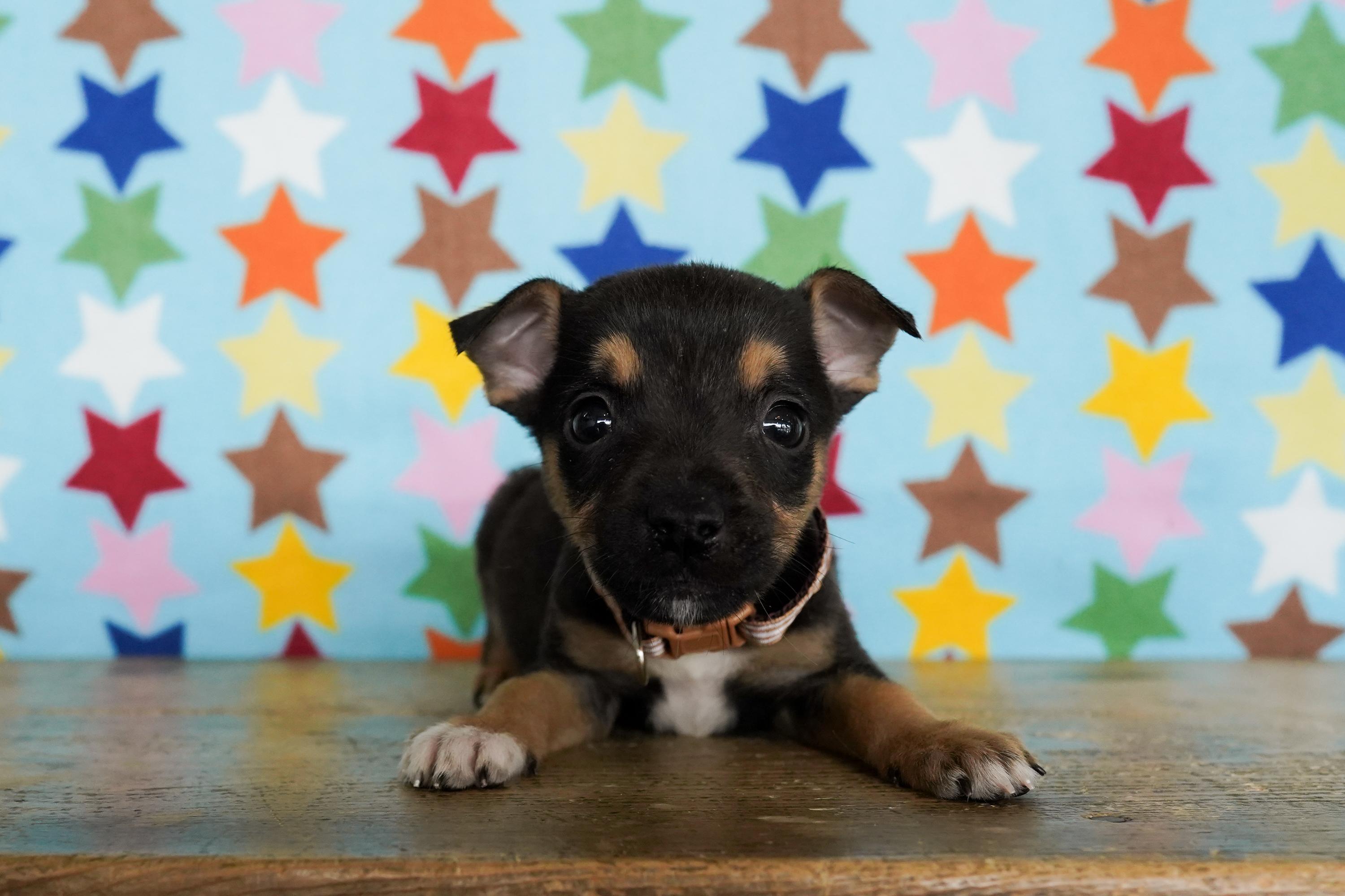 Enlarge Pea, a ADOPTABLE Chihuahua in San Antonio, TX image 4/4