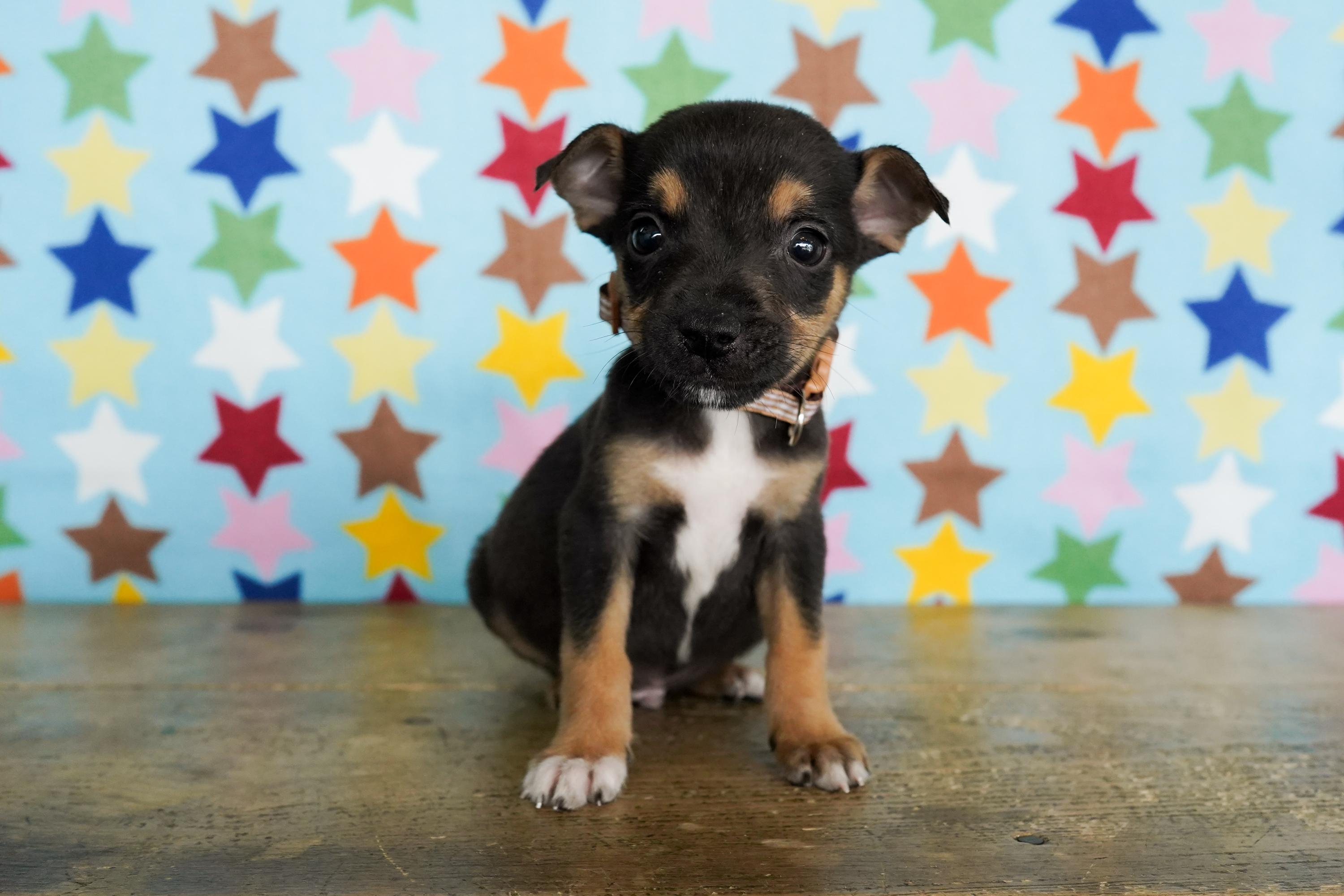 Pea, ADOPTABLE, Puppy Male Chihuahua.