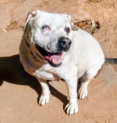 JESSA, Adult Female Bulldog