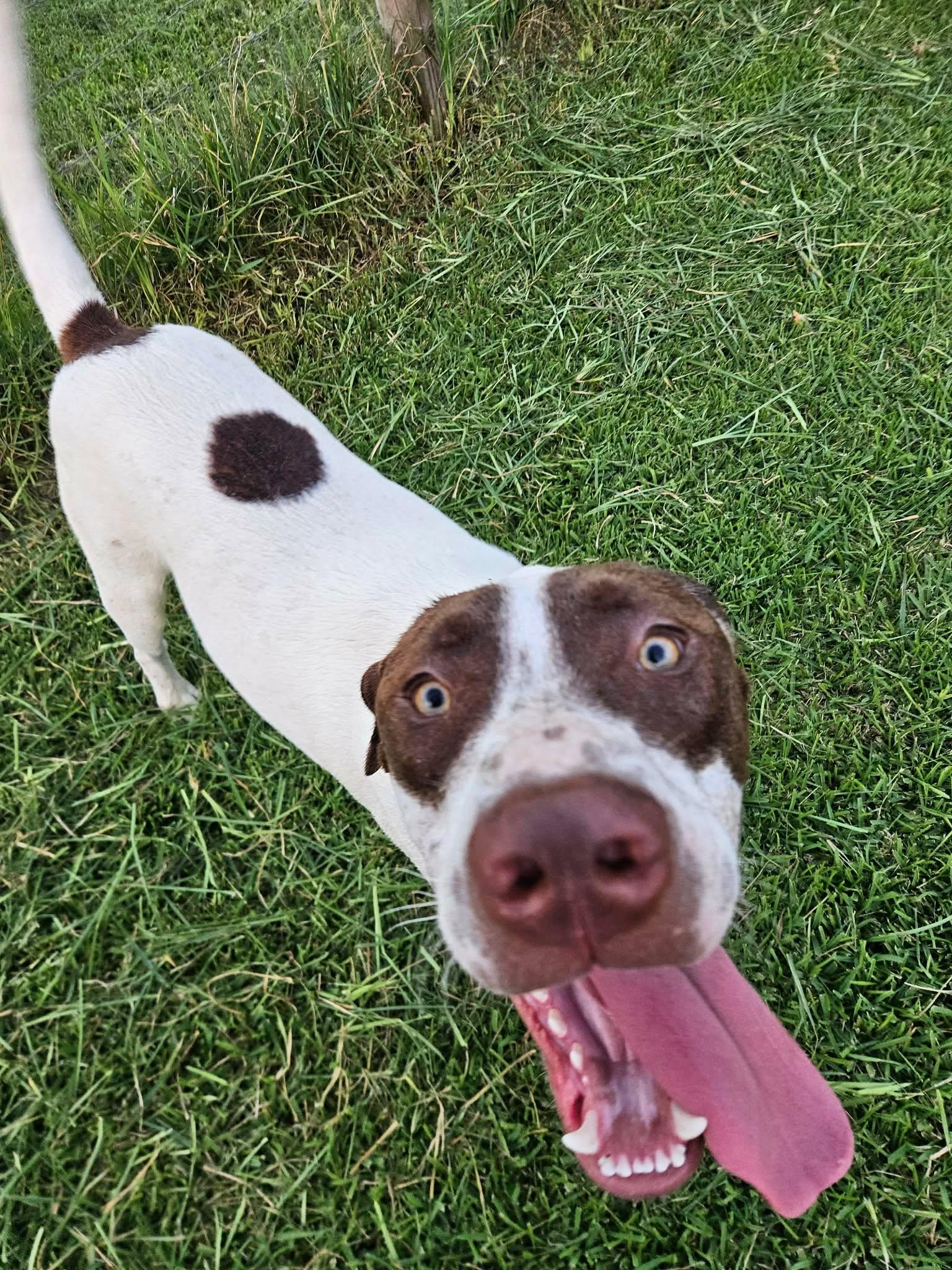 Petey photo