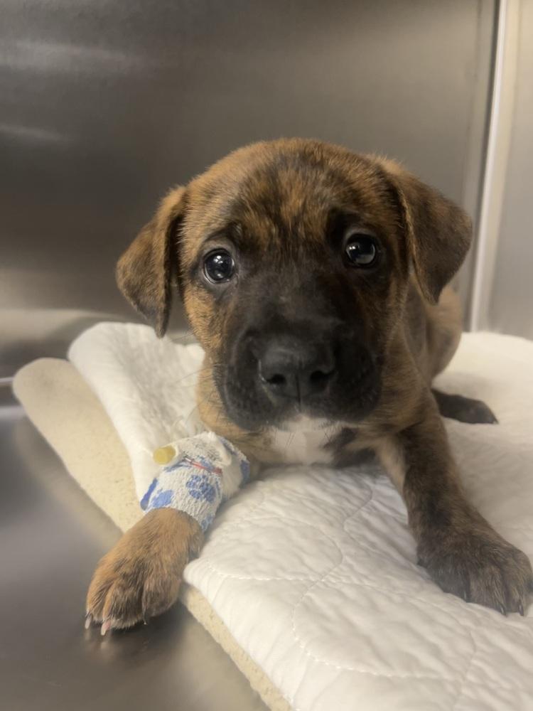 BookTok Fantasy Litter - Tensoon - Located in NC