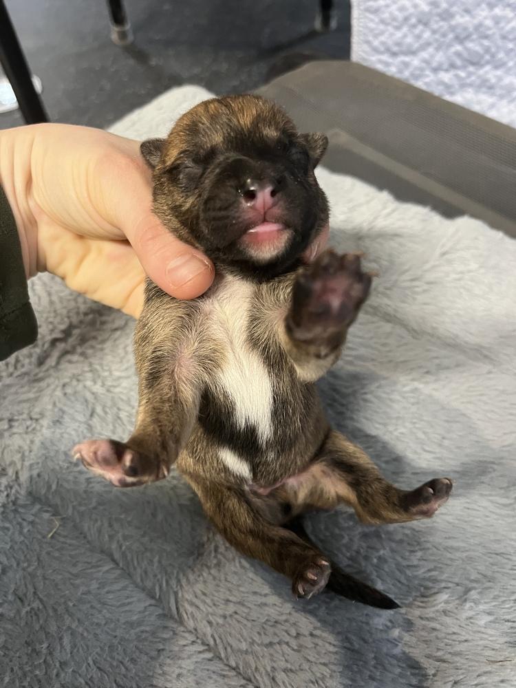 BookTok Fantasy Litter - Tensoon - Located in NC — thumbnail 2