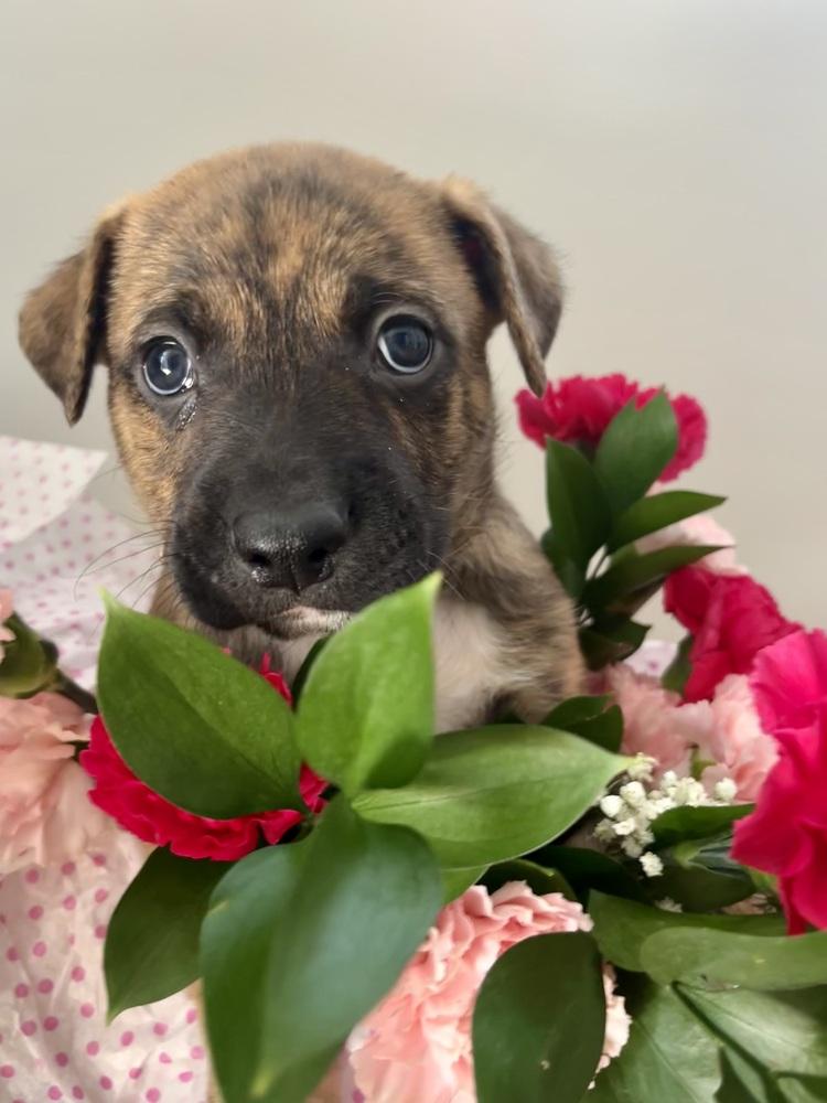 BookTok Fantasy Litter - Tensoon - Located in NC — thumbnail 4