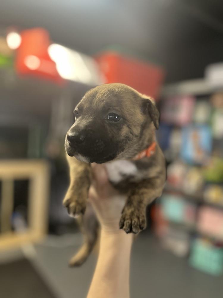 BookTok Fantasy Litter - Tensoon - Located in NC — thumbnail 6