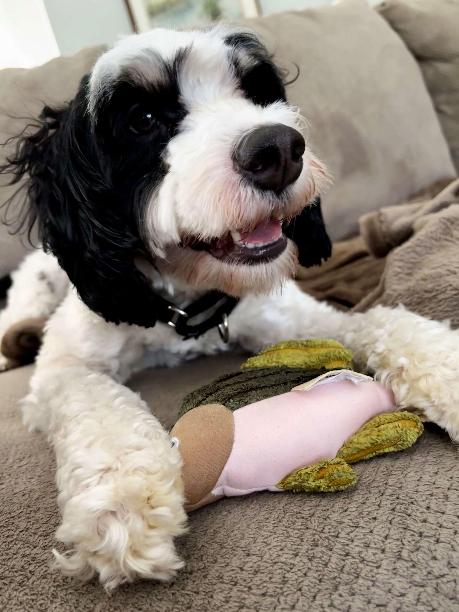 Ace, Adopted, Young Male Australian Shepherd.