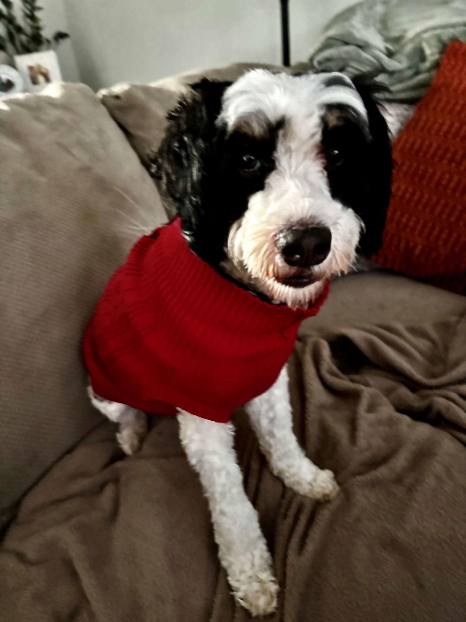 Enlarge Ace, a Adopted Australian Shepherd in Cliffwood, NJ image 2/3