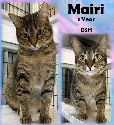 Enlarge Mairi, a ADOPTABLE Domestic Short Hair in Franklin, IN image 1/1