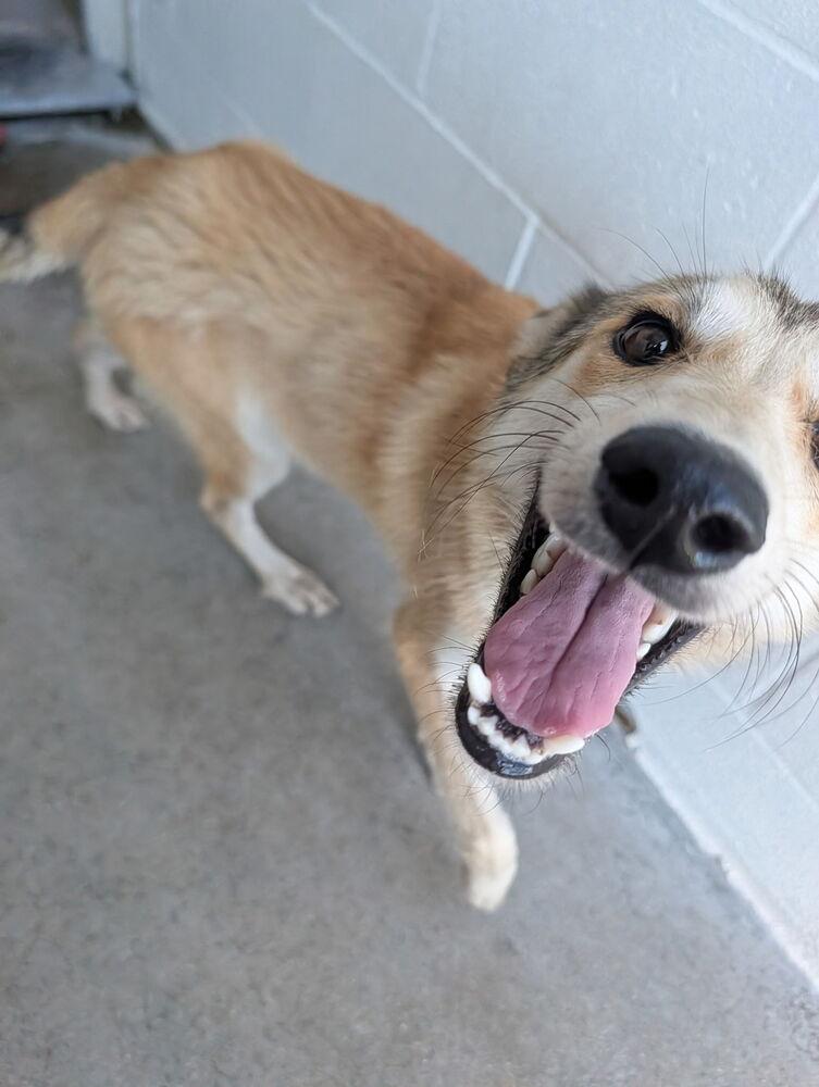 Scott #169, Adoptable, Puppy Male Shepherd.