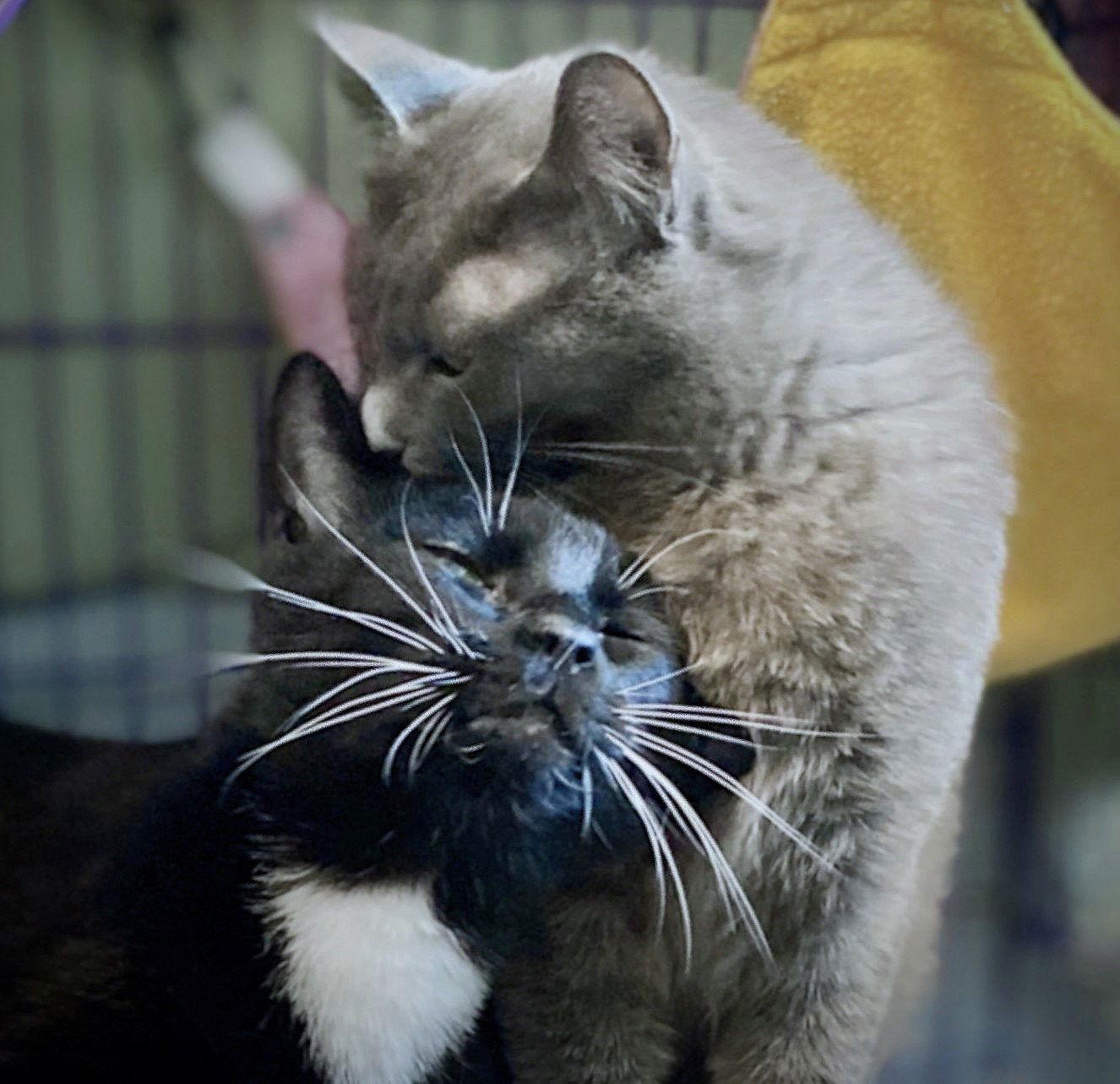 Jupiter, a Adoptable mixed breed in Springfield, OR image 2/3