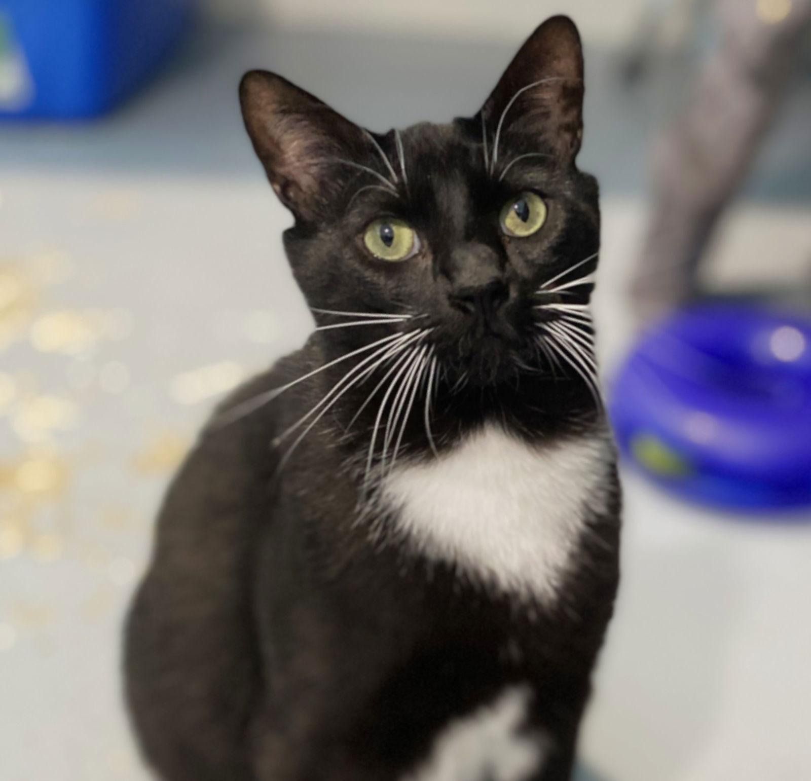 Jupiter, a Adoptable mixed breed in Springfield, OR image 3/3