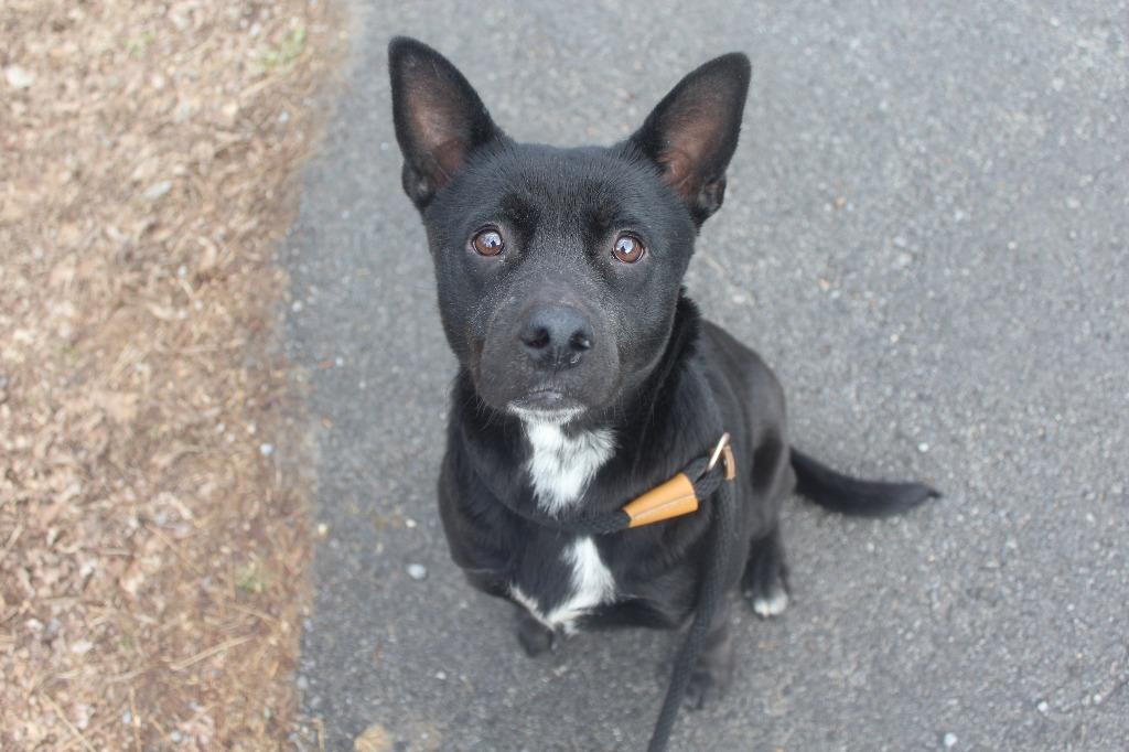 Sally, Adoptable, Young Female Labrador Retriever.