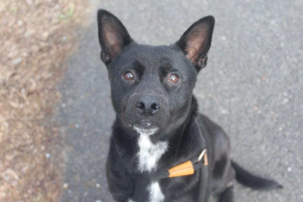Enlarge Sally, a Adoptable Labrador Retriever in Benton, AR image 2/2