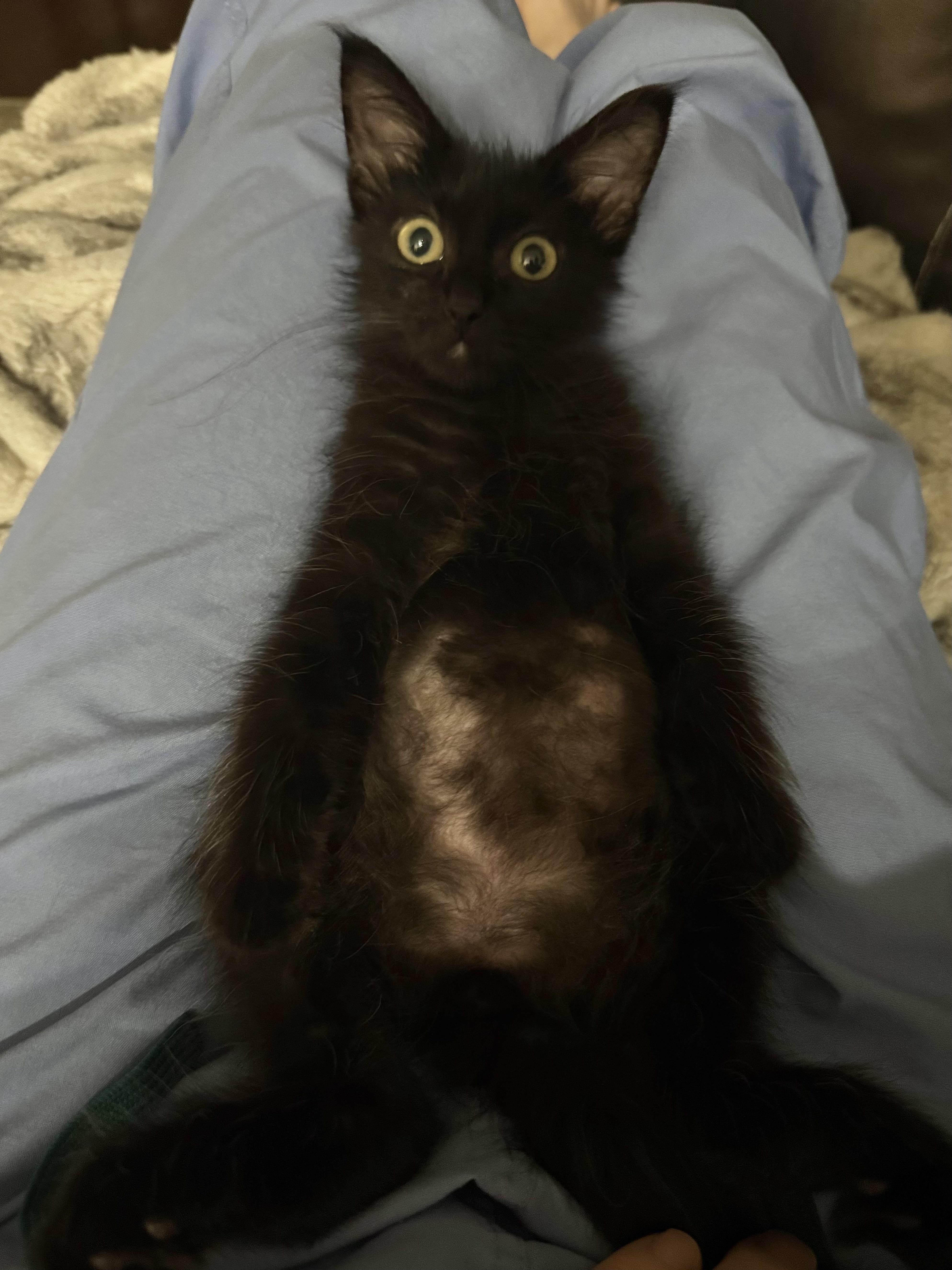Enlarge Yoda, a Adoptable Domestic Long Hair in Denver, CO image 2/6