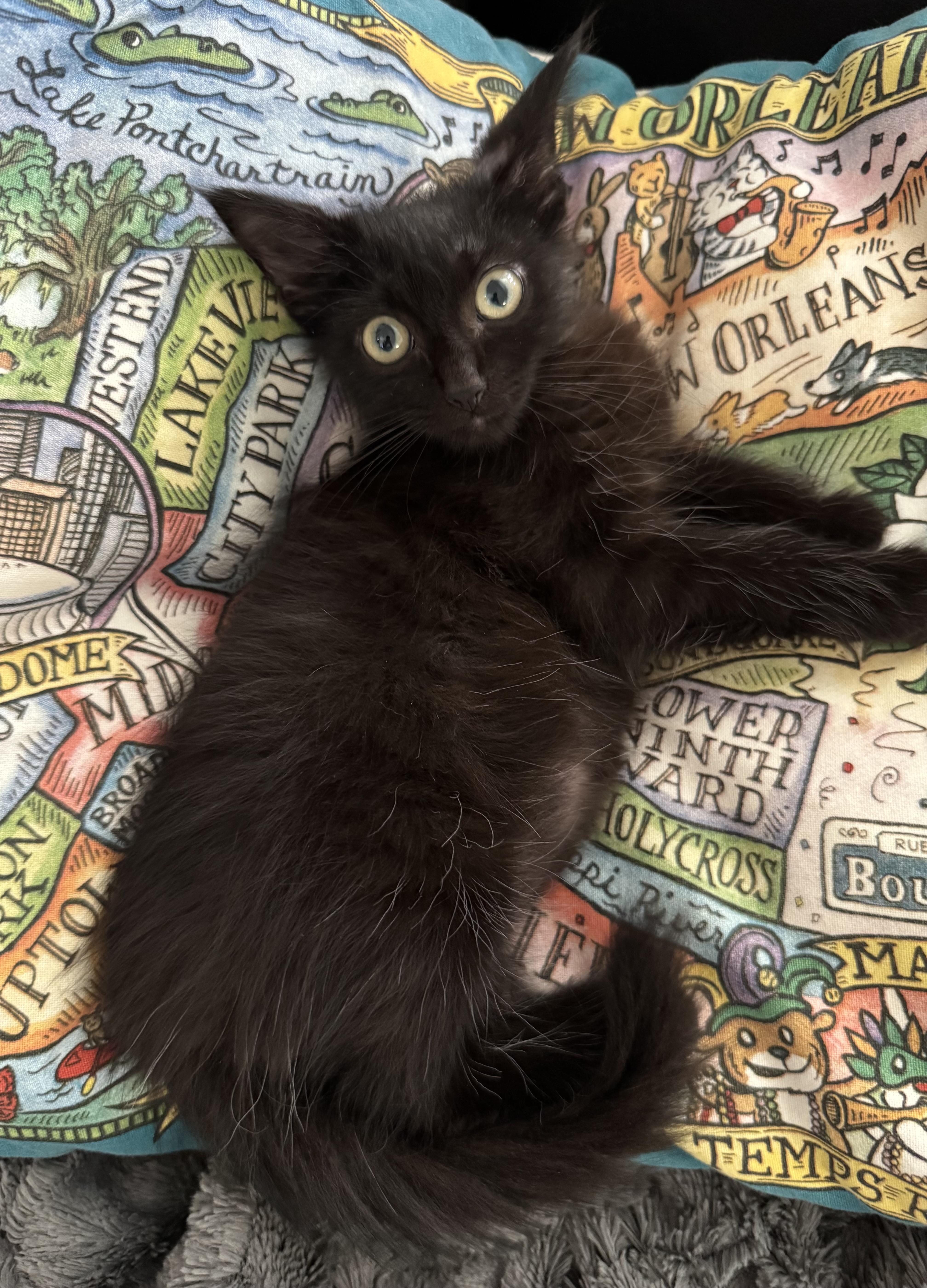 Yoda, Adoptable, Kitten Male Domestic Long Hair.