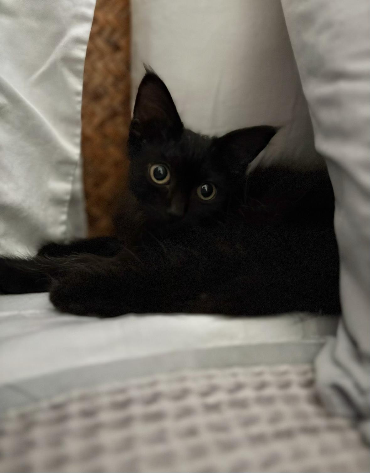 Enlarge Yoda, a Adoptable Domestic Long Hair in Denver, CO image 5/6