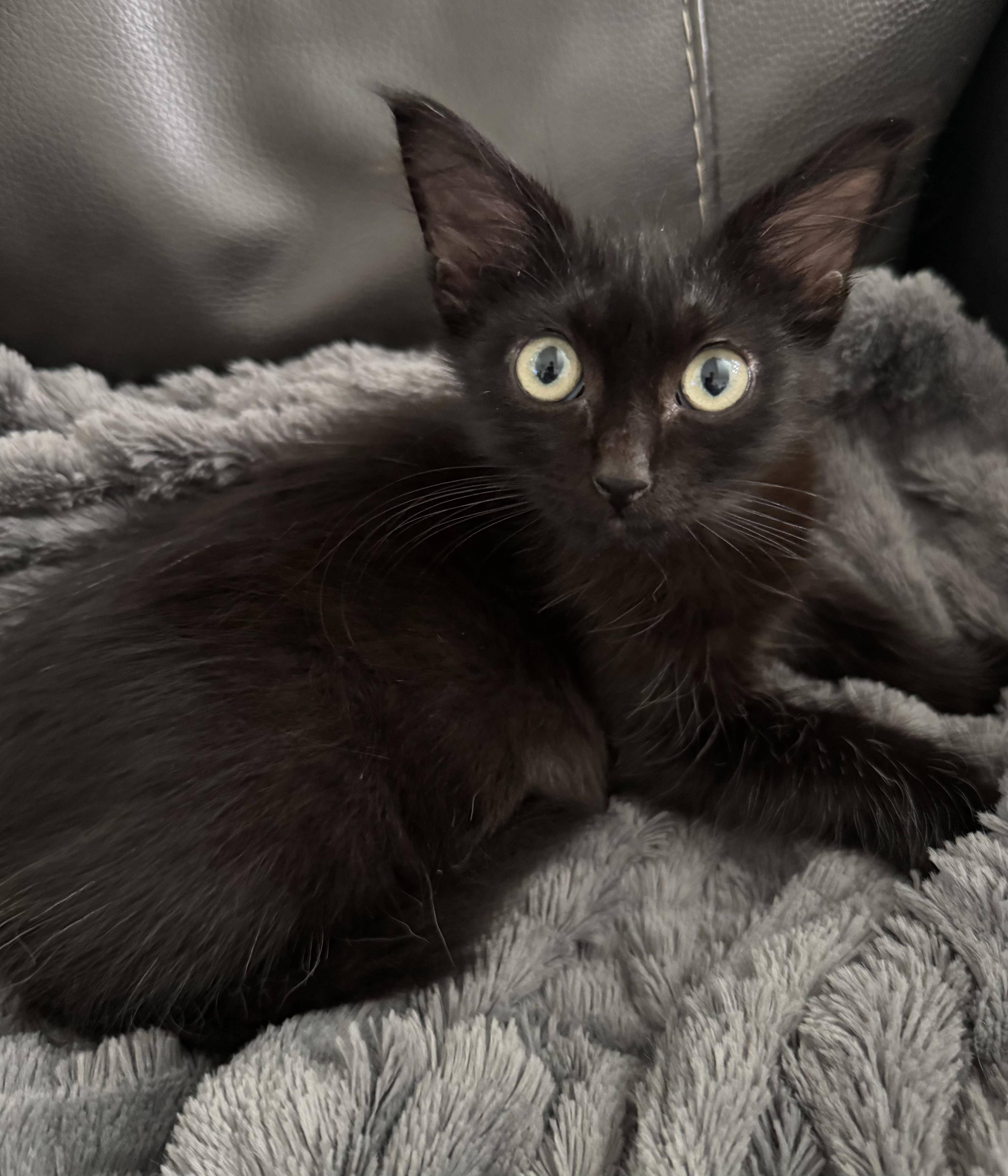 Enlarge Yoda, a Adoptable Domestic Long Hair in Denver, CO image 3/6