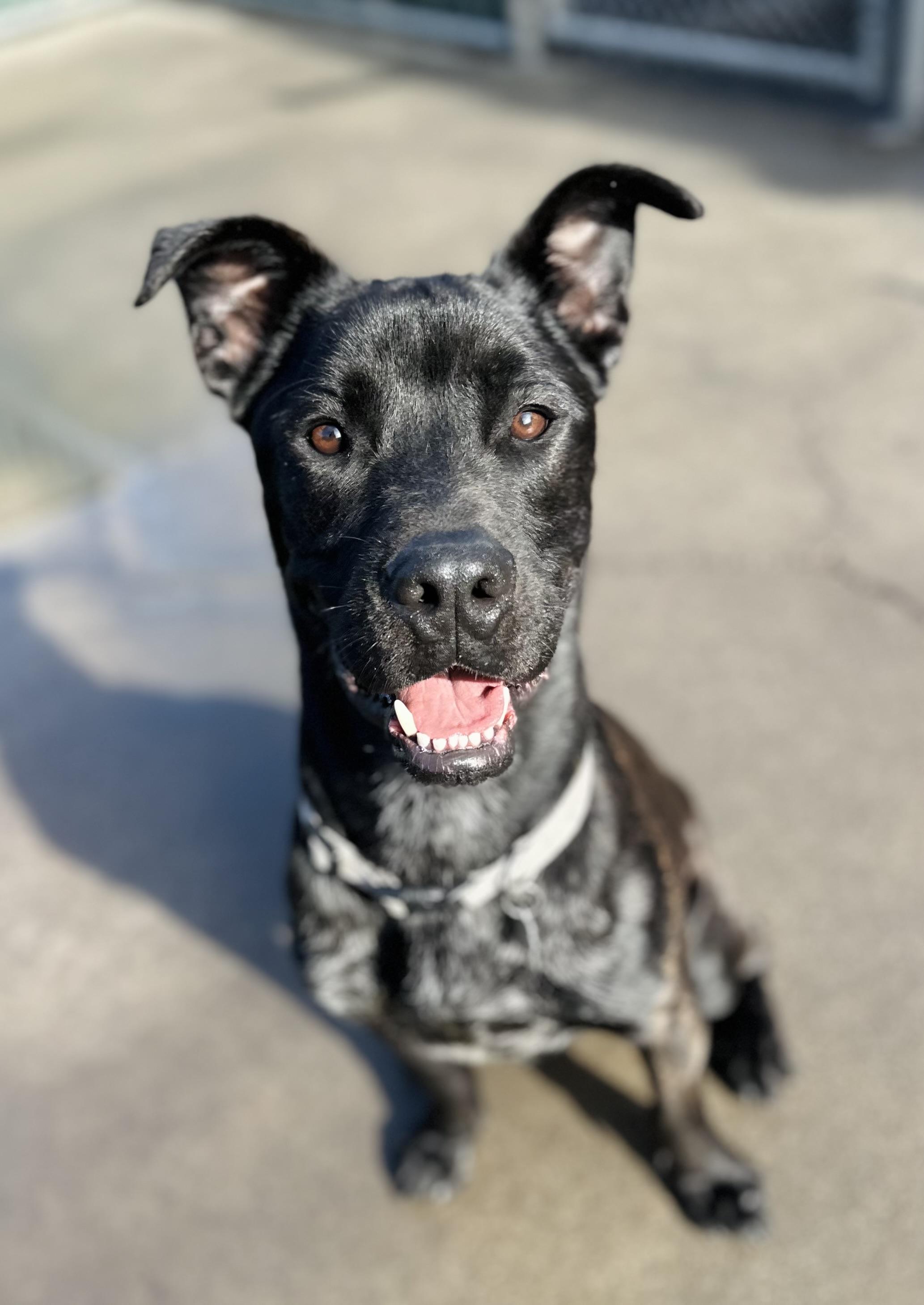 Bo, an adoptable Black Labrador Retriever in Sonora, CA, 95370 | Photo Image 3