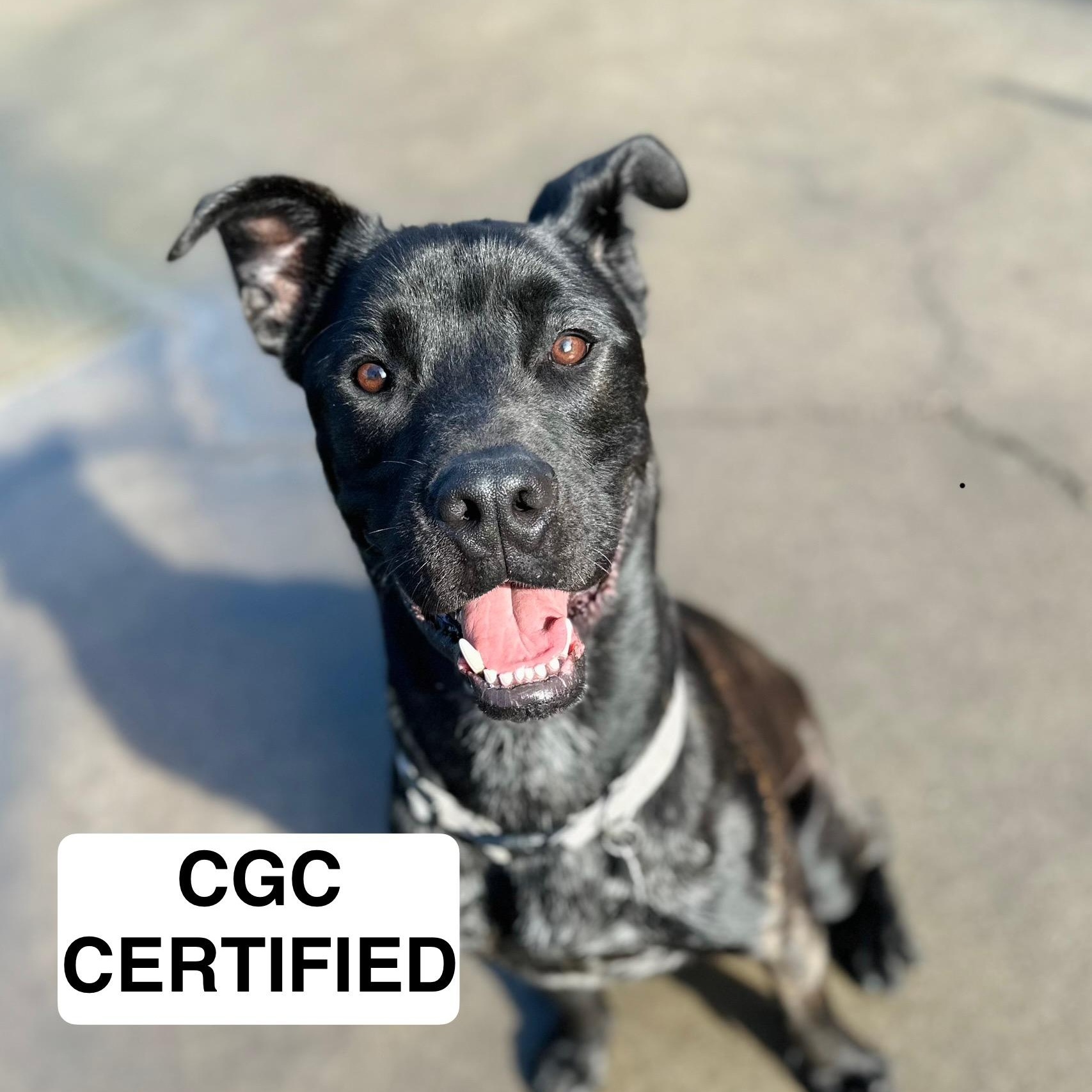 Enlarge Bo 0124, a Adoptable mixed breed in Sonora, CA image 2/6