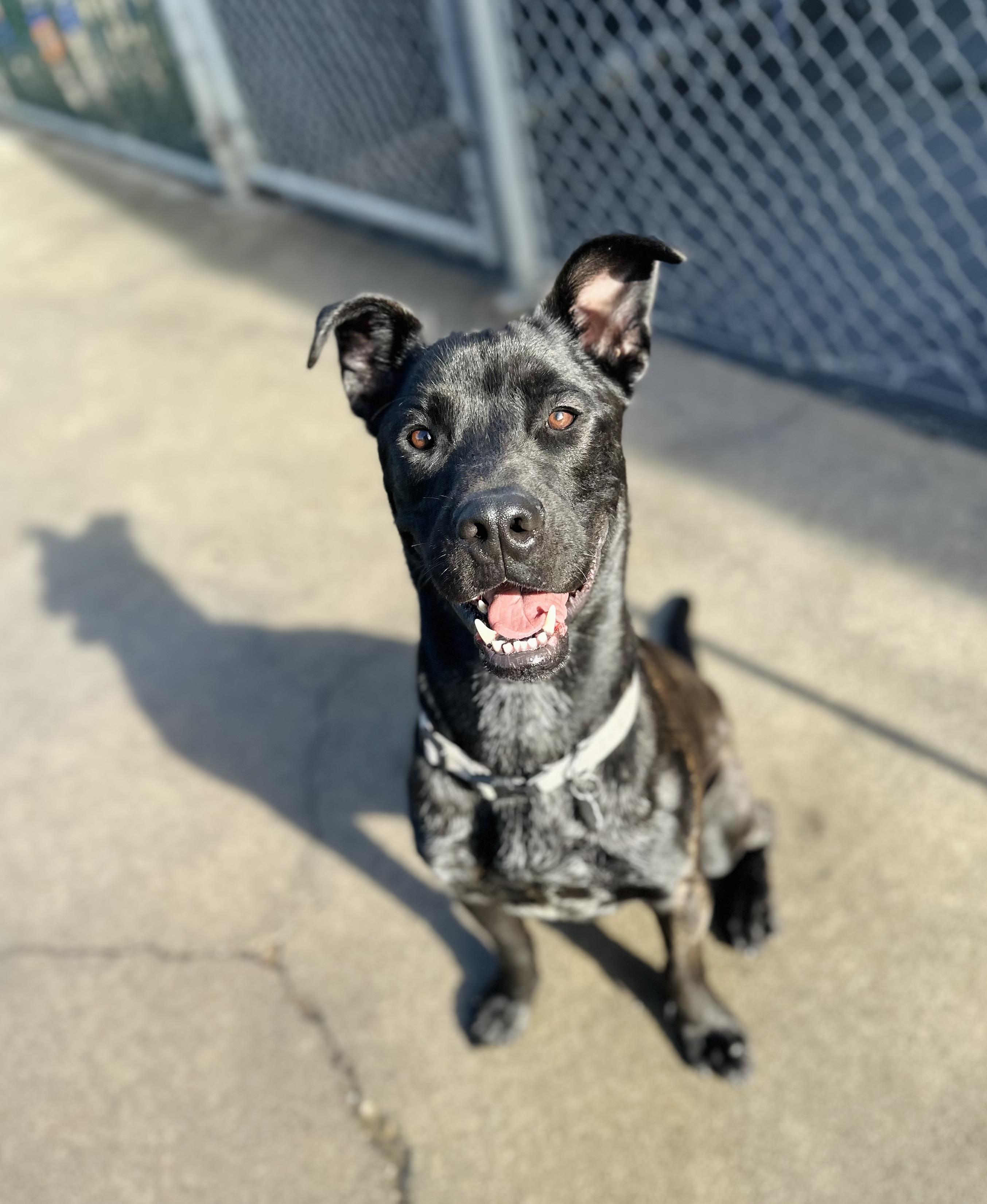 Bo, an adoptable Black Labrador Retriever in Sonora, CA, 95370 | Photo Image 5
