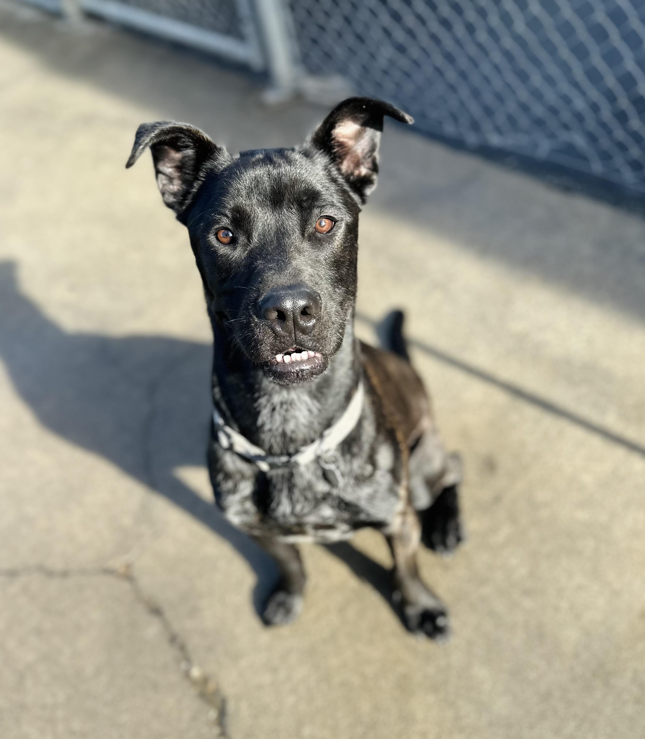 Bo, an adoptable Black Labrador Retriever in Sonora, CA, 95370 | Photo Image 6