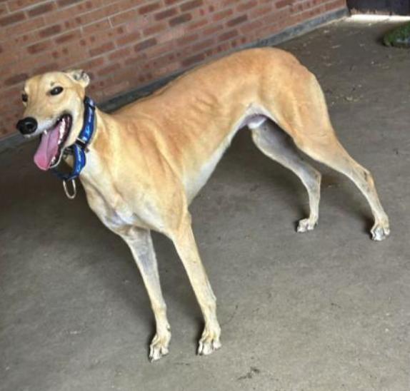 Devils Dare (Dare), Adoptable, Adult Male Greyhound.