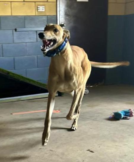 Enlarge Devils Dare (Dare), a Adoptable Greyhound in Tarpon Springs, FL image 2/3
