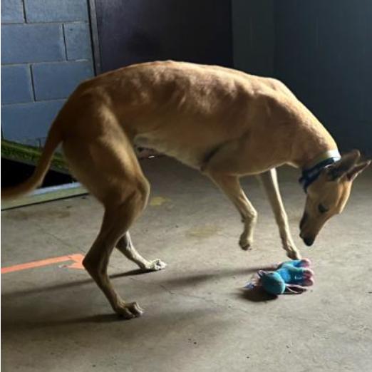 Enlarge Devils Dare (Dare), a Adoptable Greyhound in Tarpon Springs, FL image 3/3