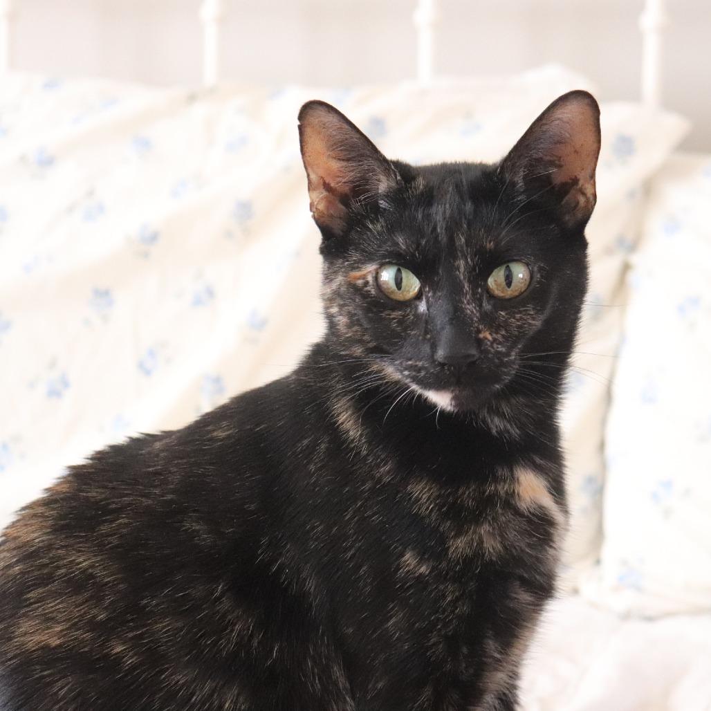 Mousse, Young Female Domestic Short Hair