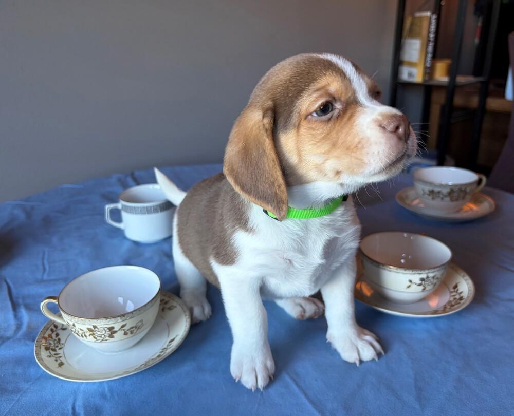 Matcha - adoption pending photo