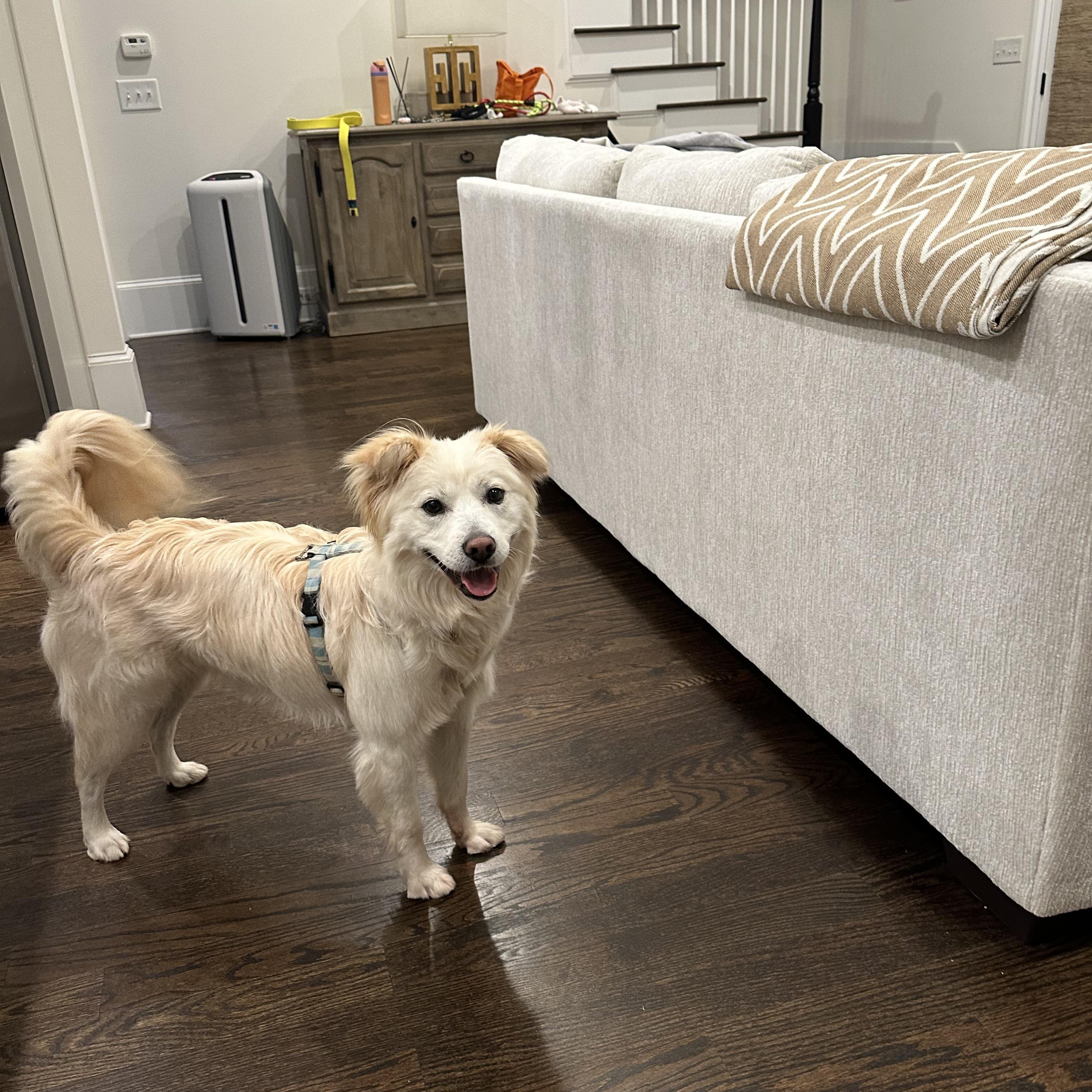 Enlarge MEADOW, a Adoptable mixed breed in Duluth, GA image 1/6