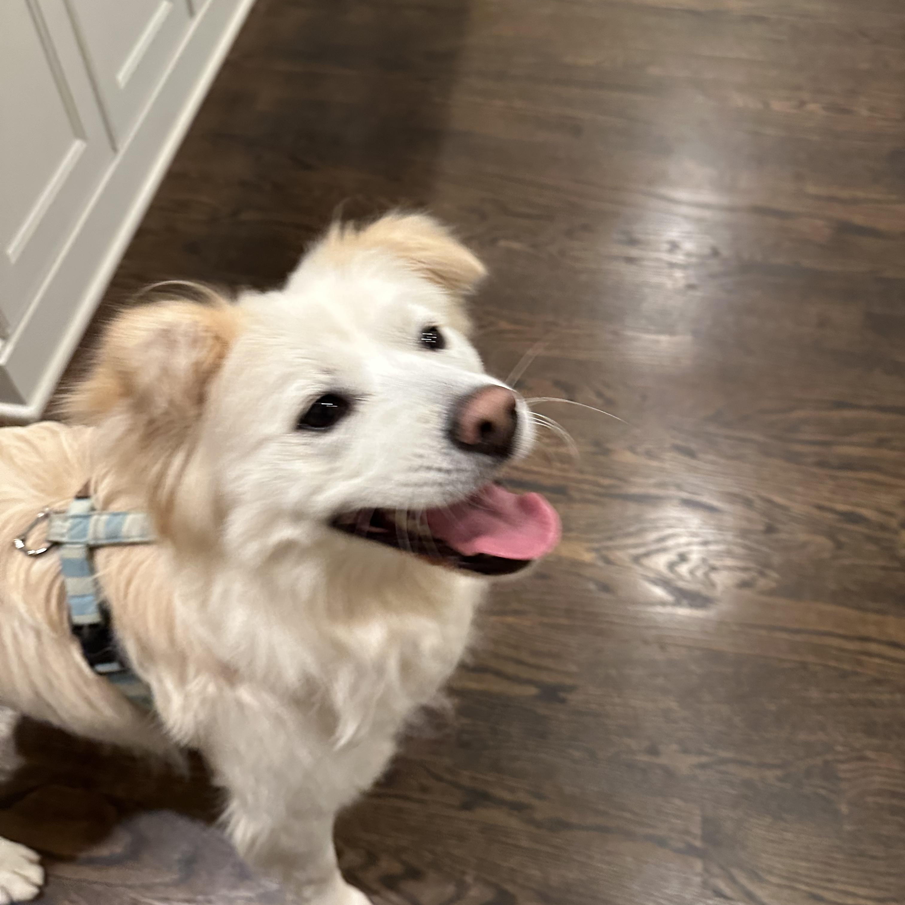 Enlarge MEADOW, a Adoptable mixed breed in Duluth, GA image 3/6