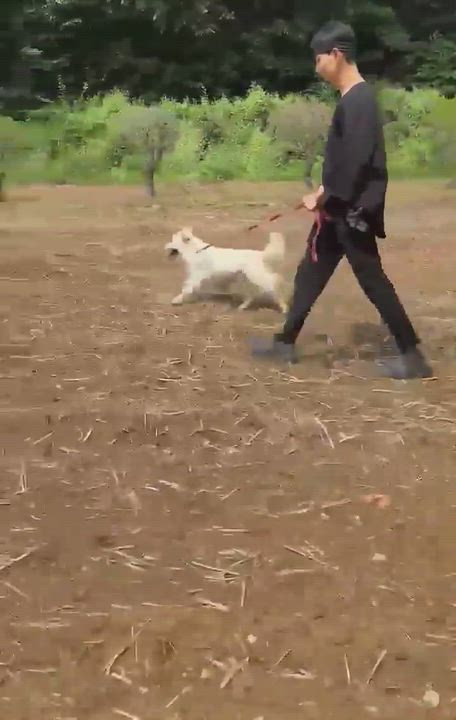 Enlarge MEADOW, a Adoptable mixed breed in Duluth, GA video 6/6