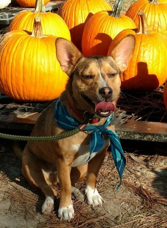 Scrappy, a Adoptable mixed breed in Irmo, SC image 1/12